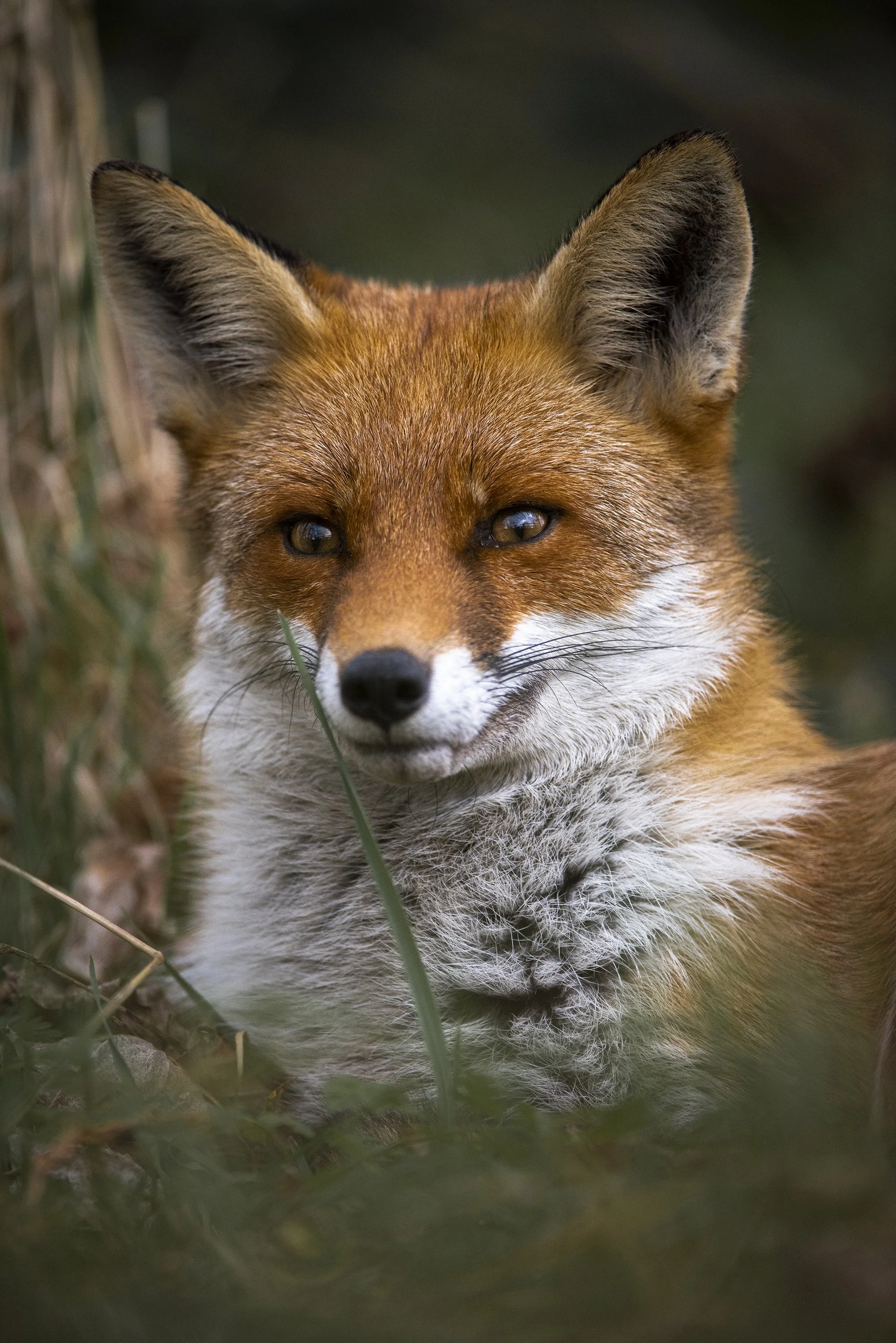 Close-up of a red fox lying in tall grass with a calm expression.