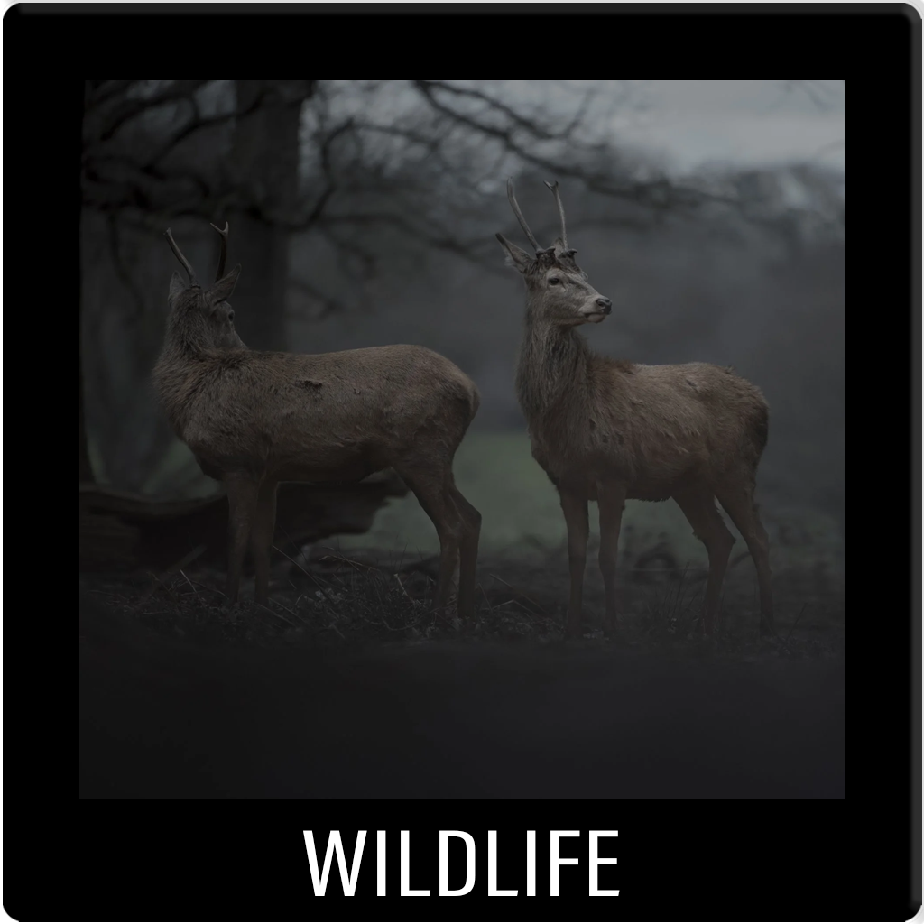 WILDLIFE. Atmospheric nature photography. Two deer captured in the morning mist, showcasing silence and natural habitat.