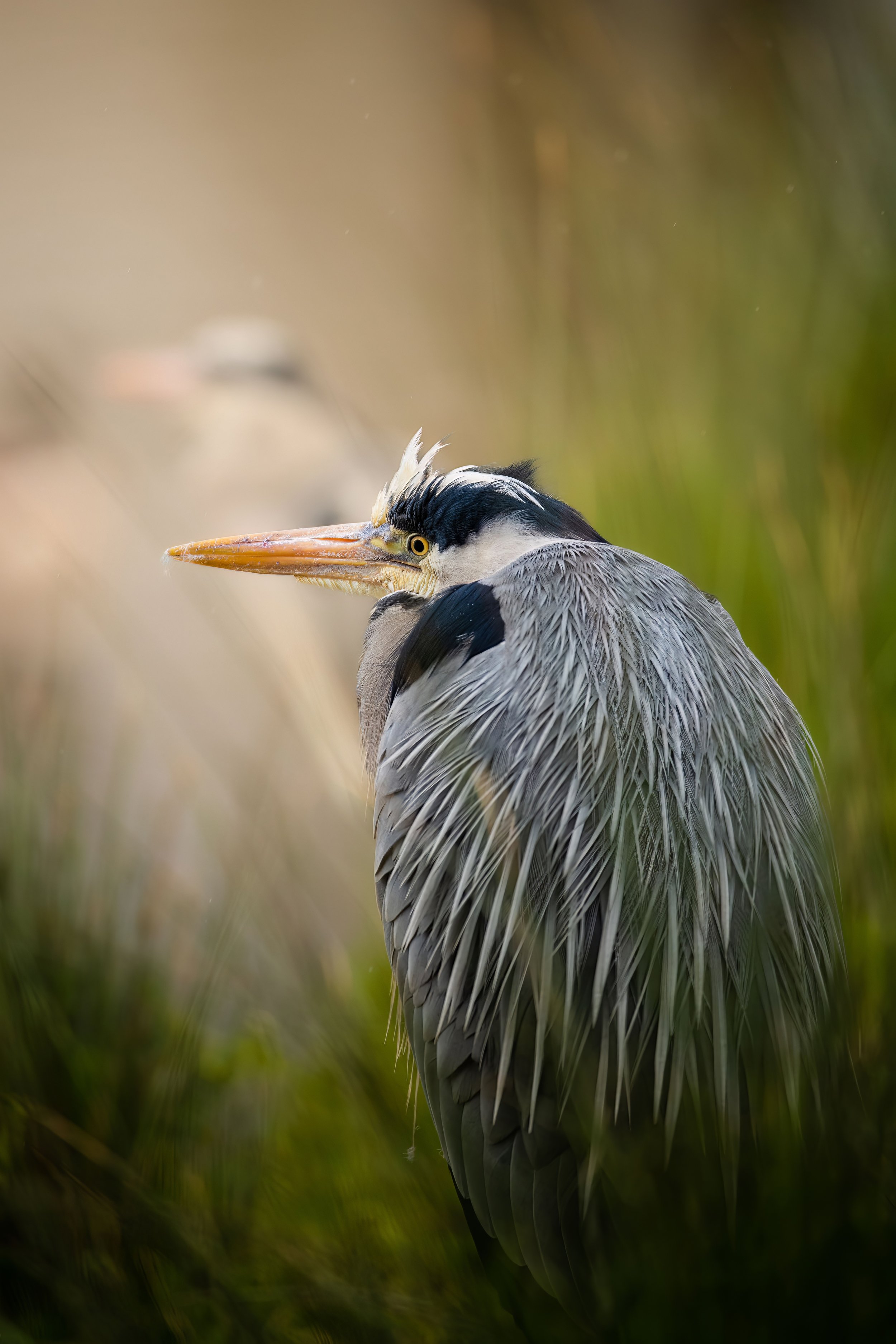 A great blue heron standing in tall grass, turned to the side, showing its gray and black feathers, long yellow beak, and yellow eye.