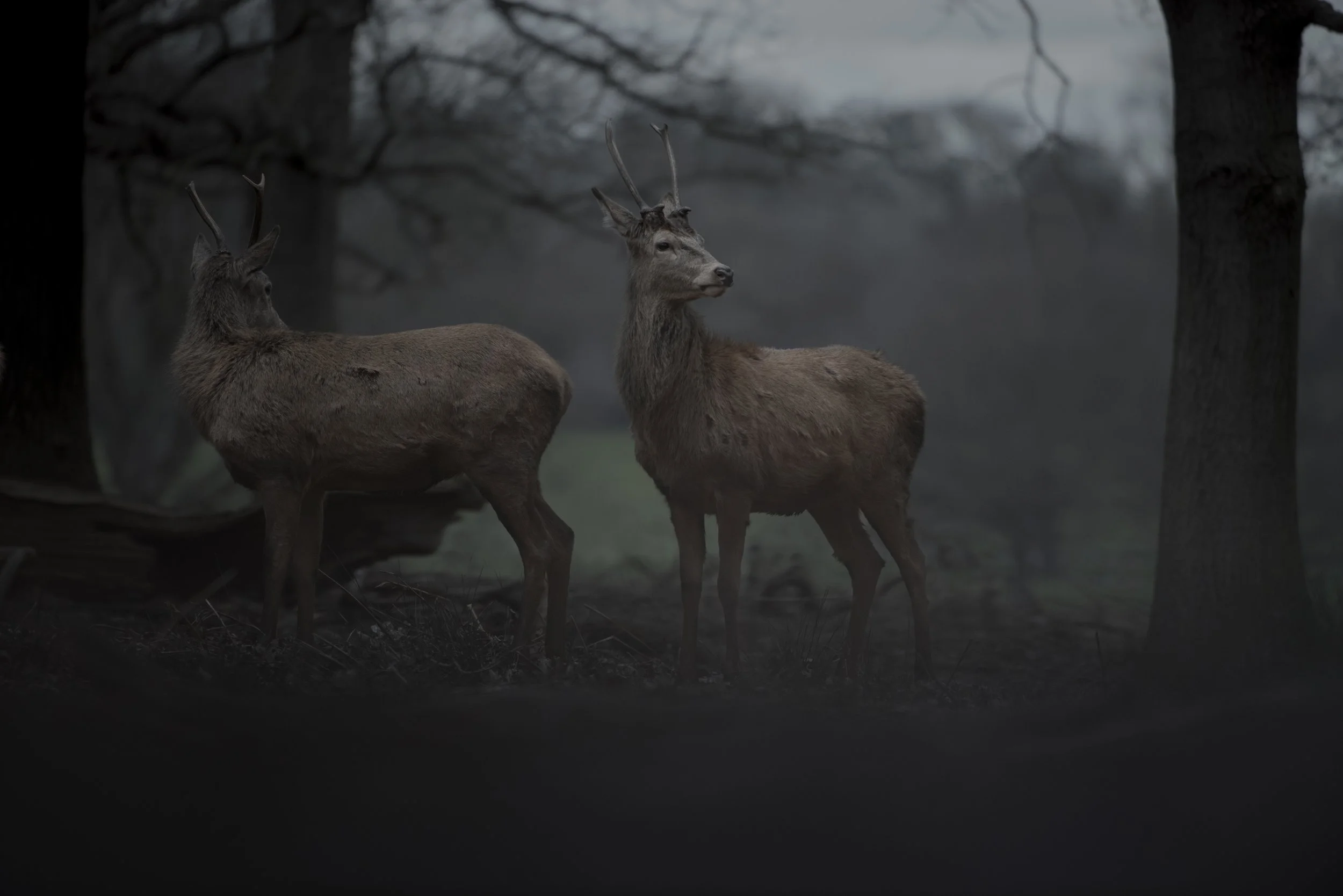 Two deer with antlers standing in a dark, foggy forest surrounded by trees.