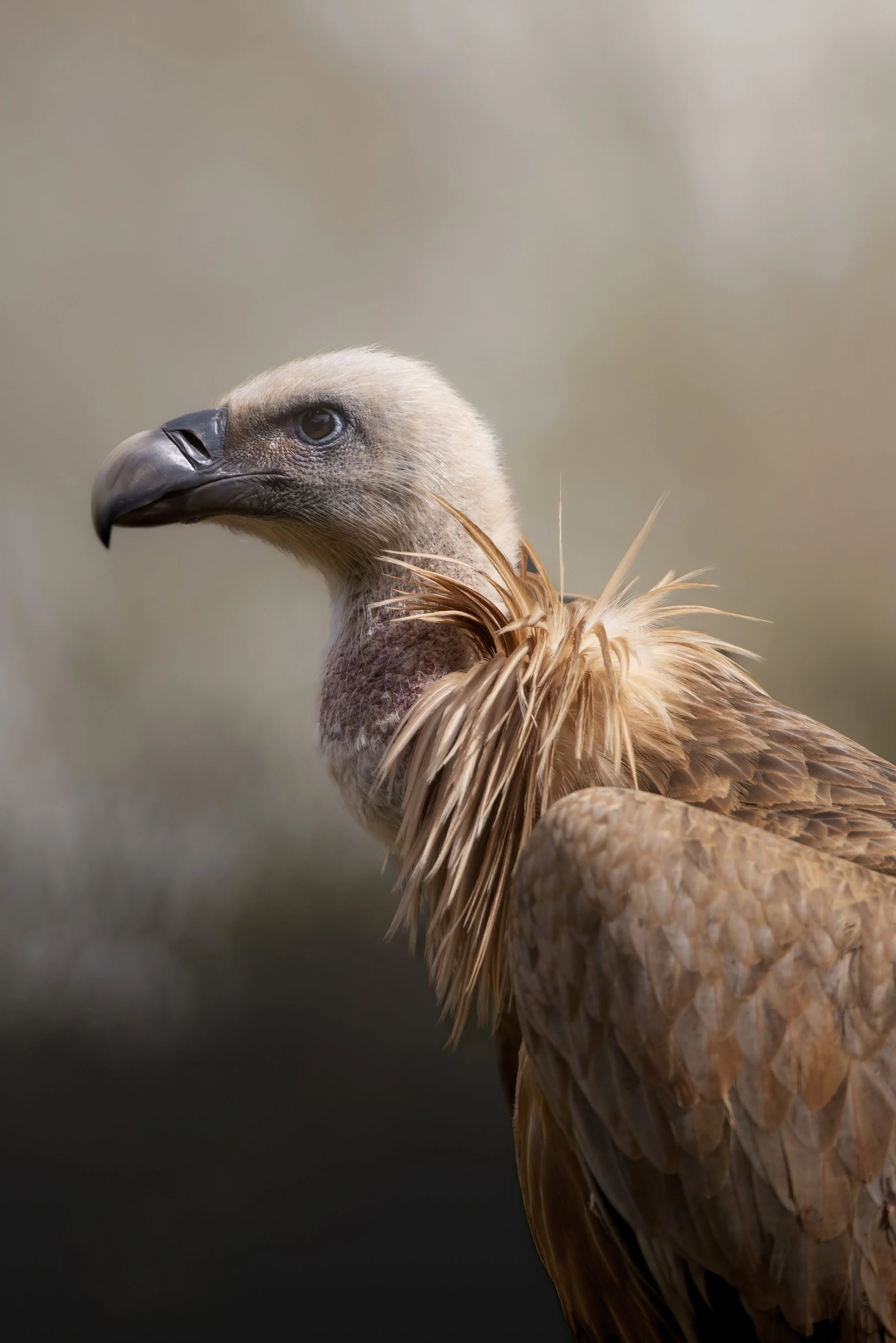 Close-up of a vulture's head and upper body, showing its beak, eye, and brown feathers against a blurred background.