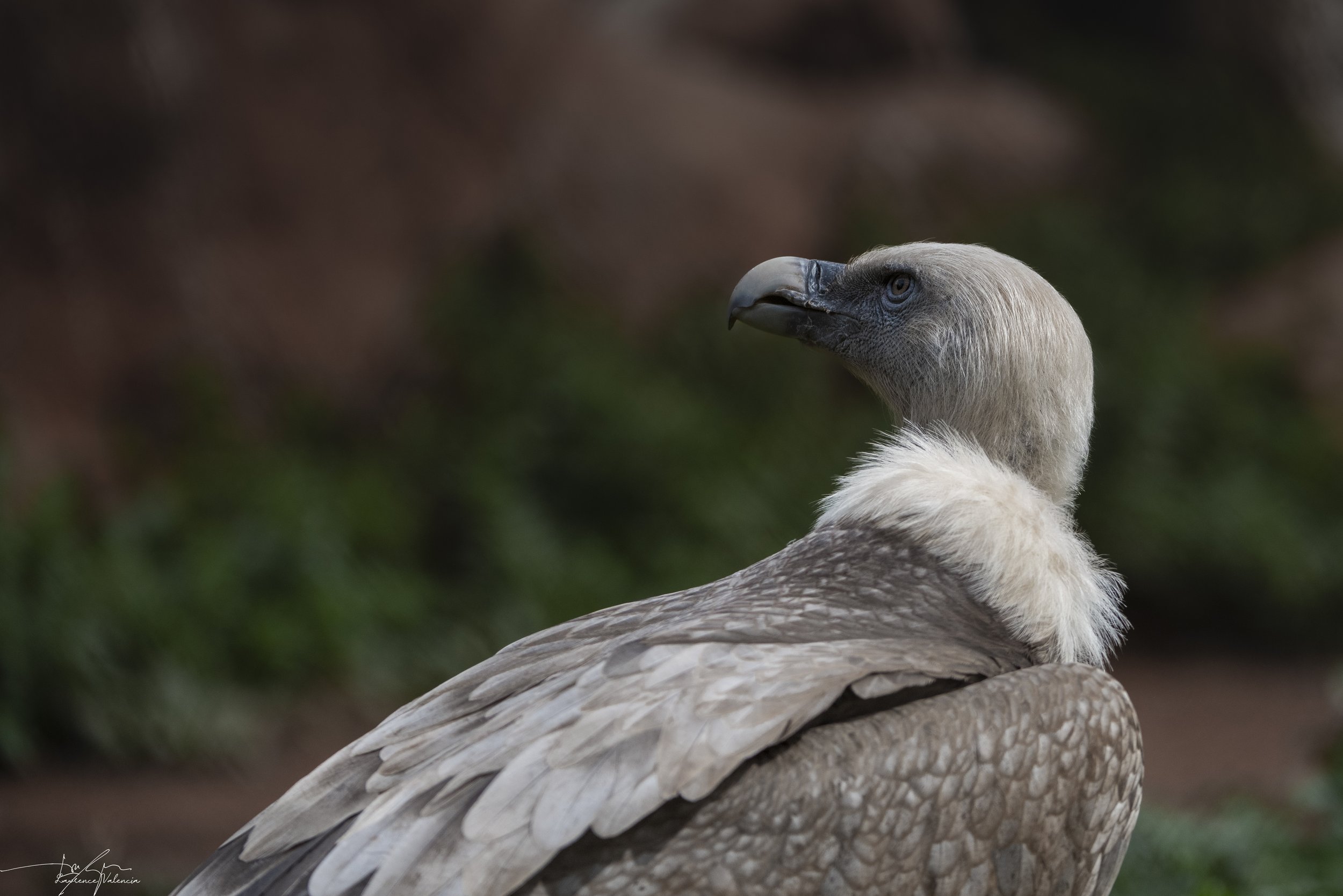 Close-up of a vulture with a pale, featherless head and dark beak, looking to the left with a blurred natural background.