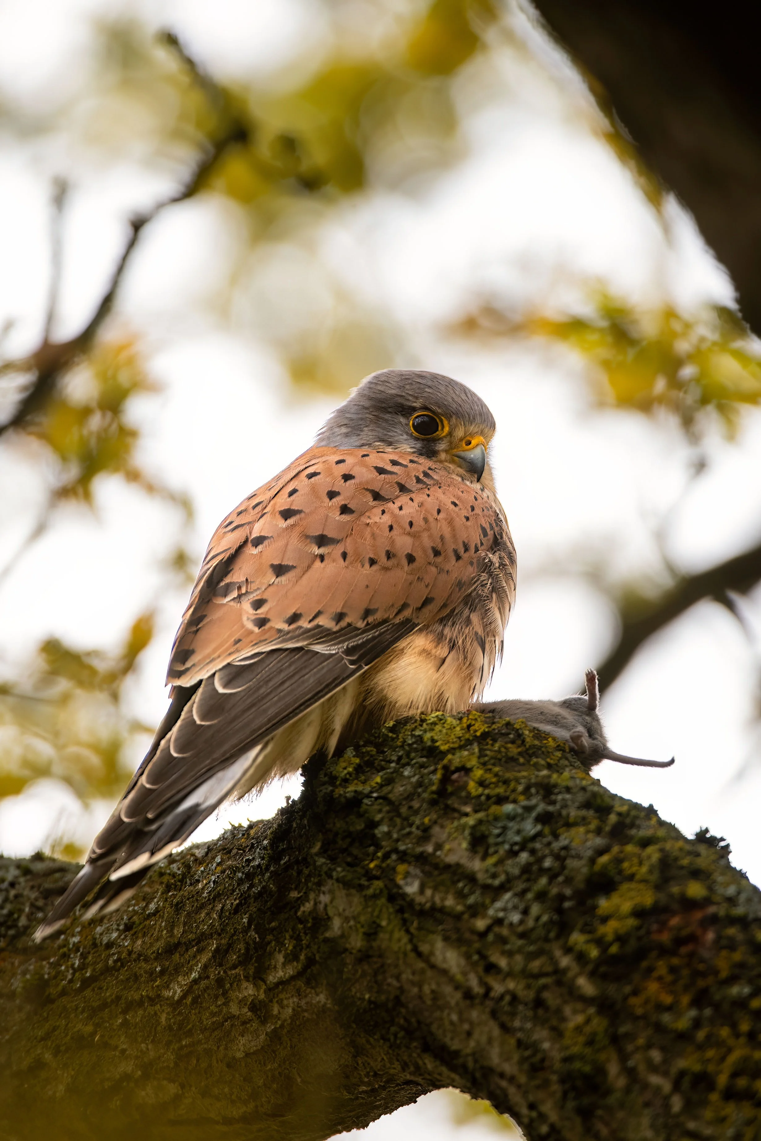 A bird of prey with brown feathers perched on a moss-covered tree branch, clutching a small mouse in its talons.