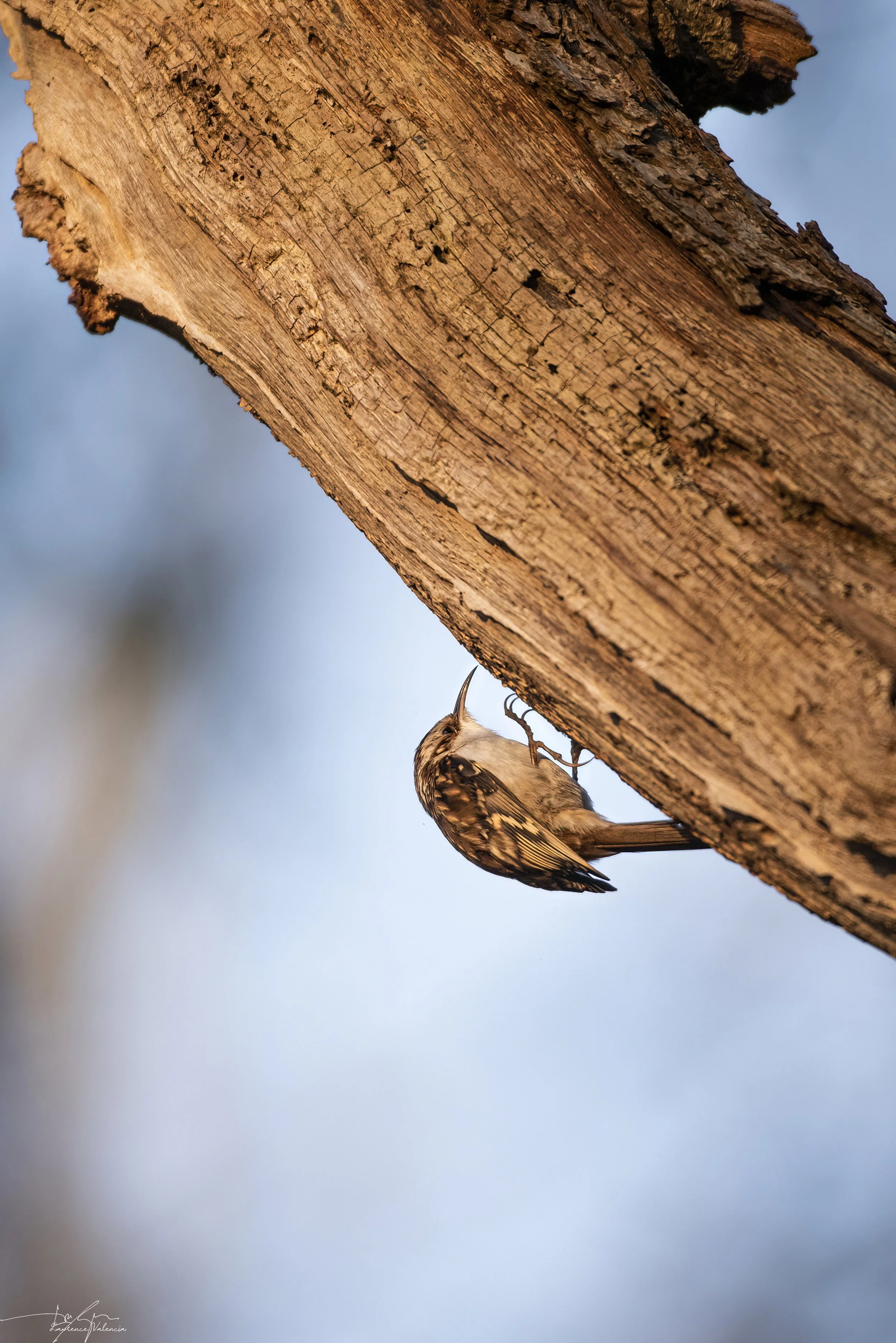 A woodpecker clinging to the side of a tree trunk, pecking at the bark.