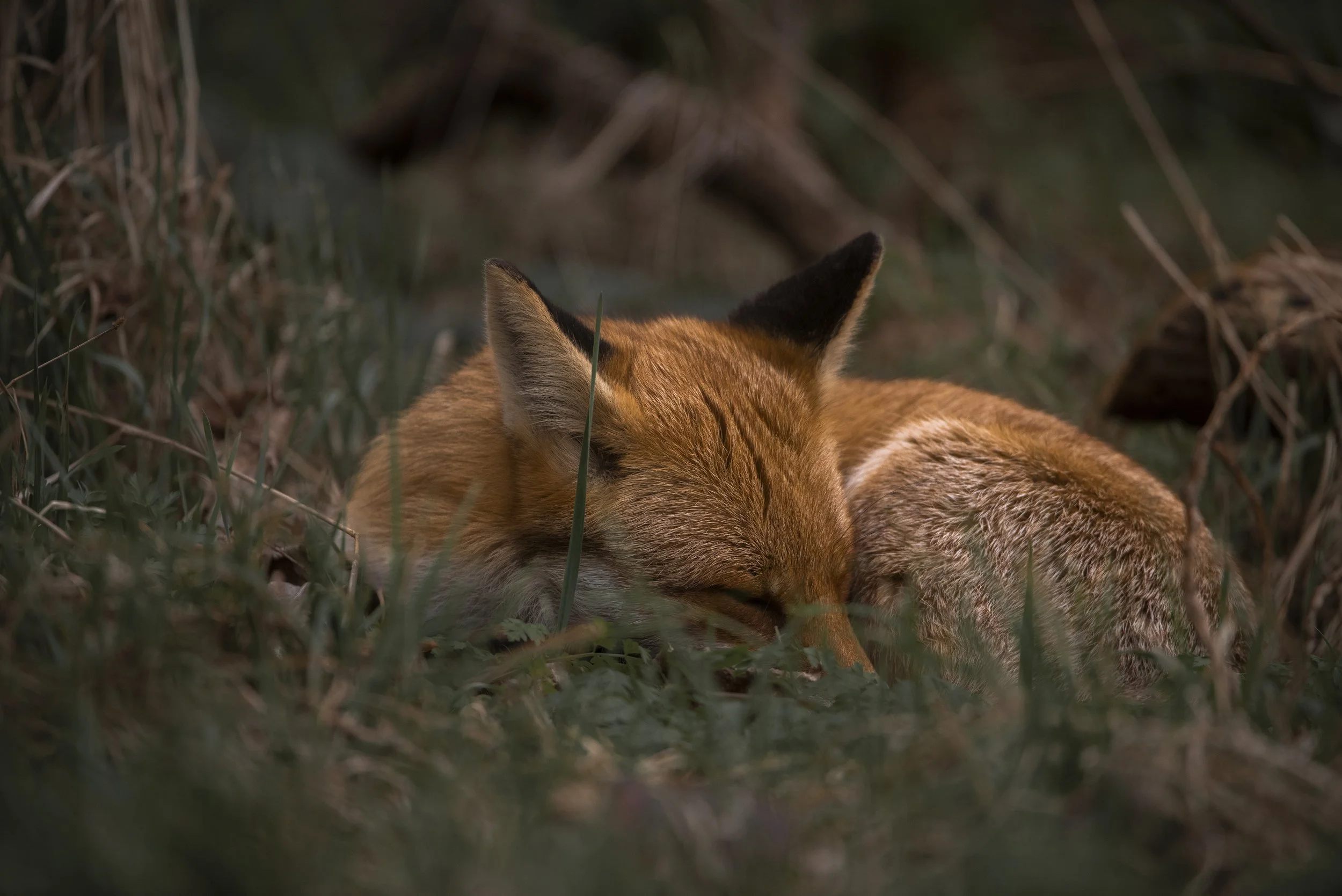 A fox sleeping on the grass in a natural outdoor setting.