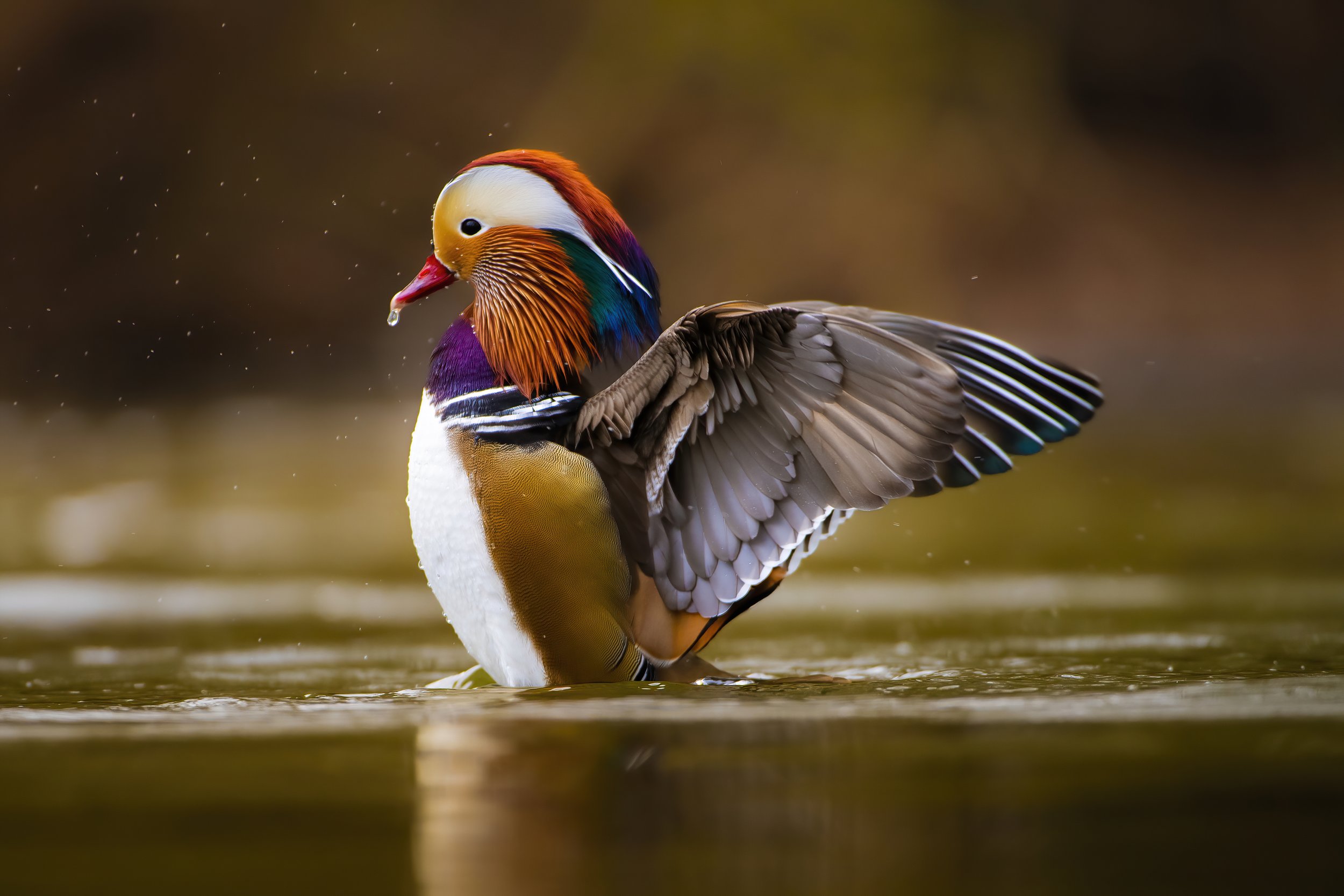 A colorful mandarin duck preening its wing in a body of water.