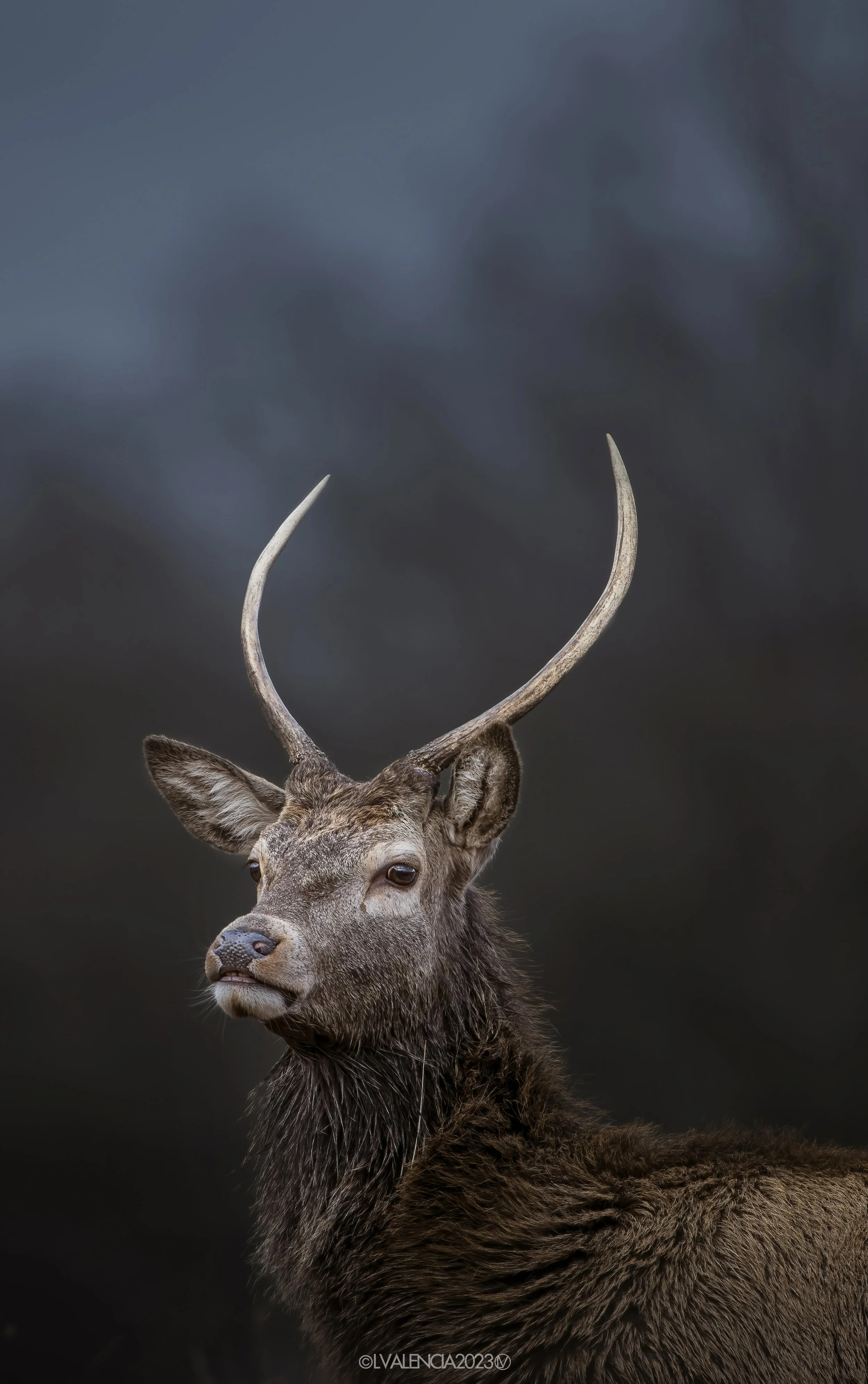A detailed close-up of a deer with large antlers against a dark, blurred background.