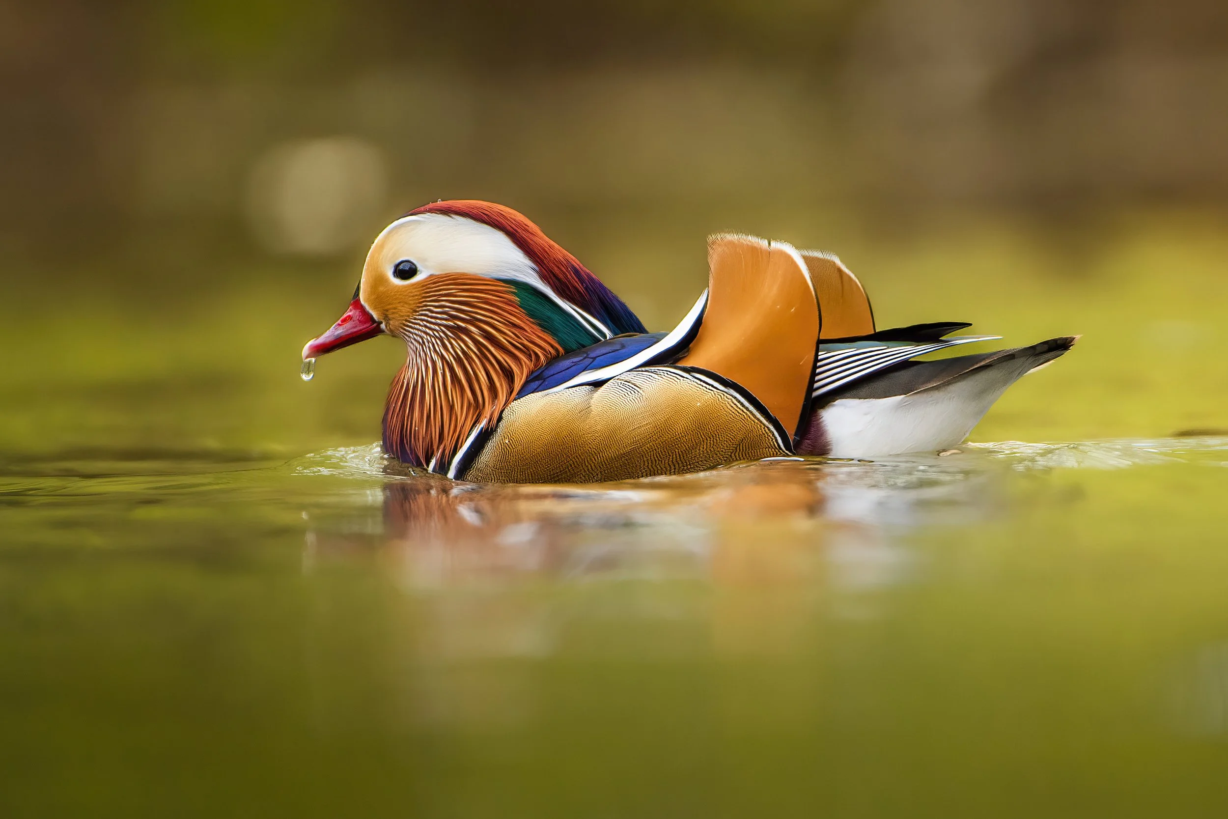 Colorful mandarin duck swimming in water with water droplet on its beak.