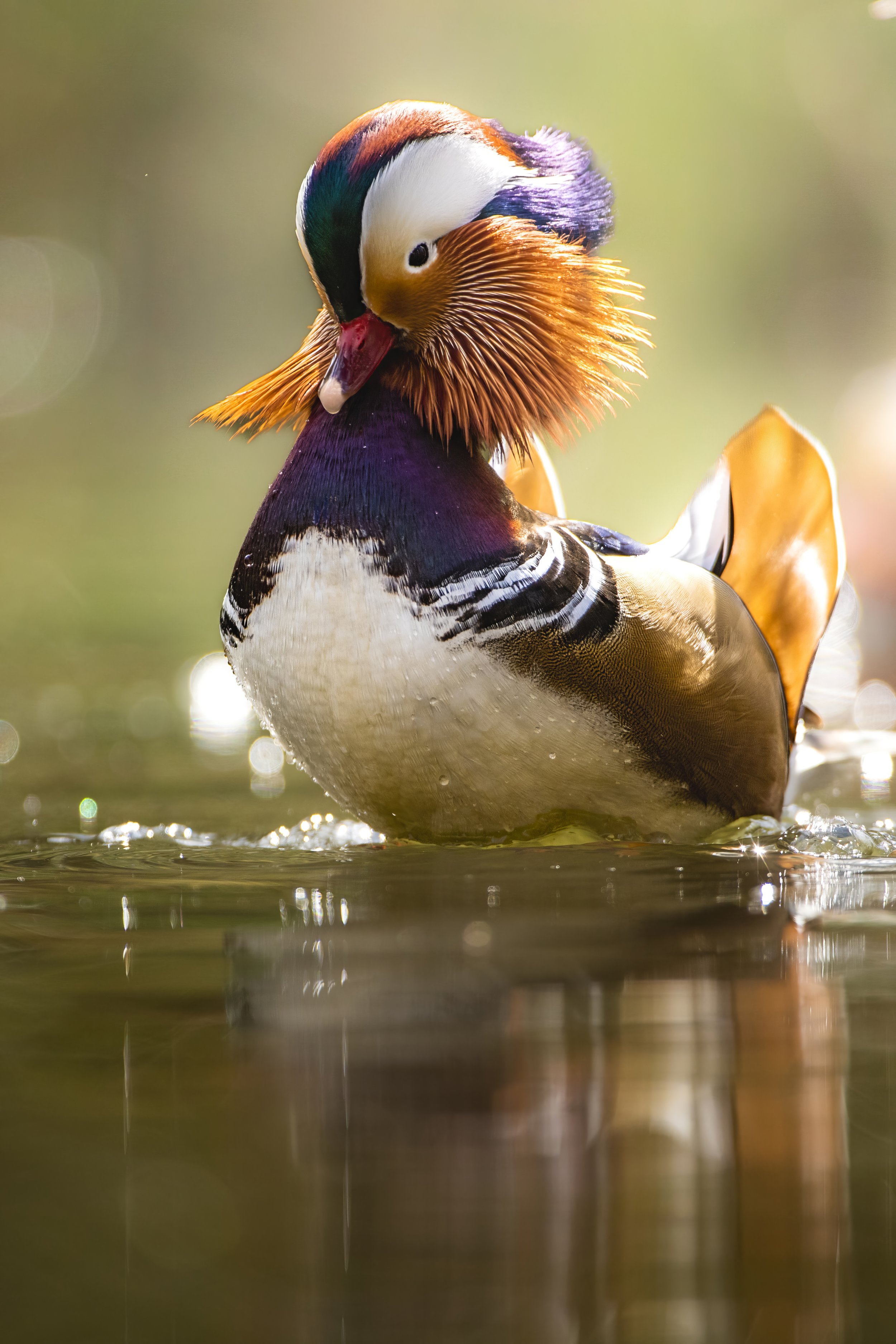 A colorful male Mandarin duck preening its feathers while floating on water, with sunlight reflecting off the surface.