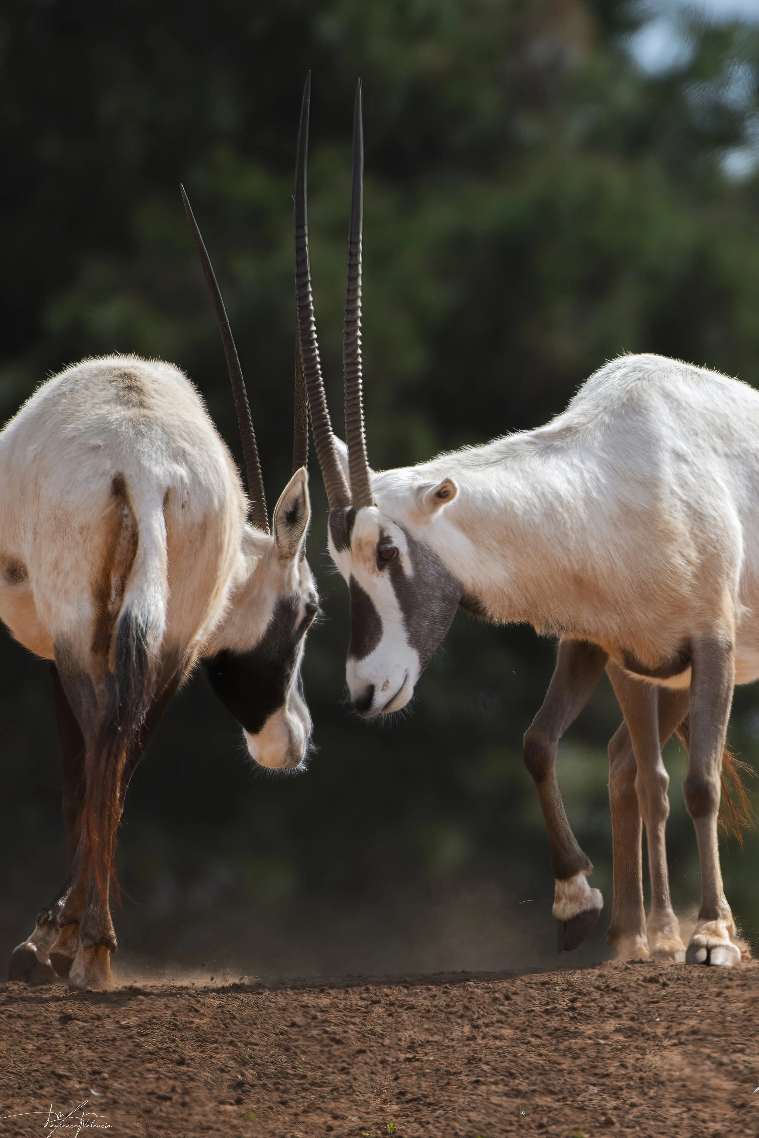 Two gazelles touching their noses together in a natural setting with a blurred green background and soil ground.