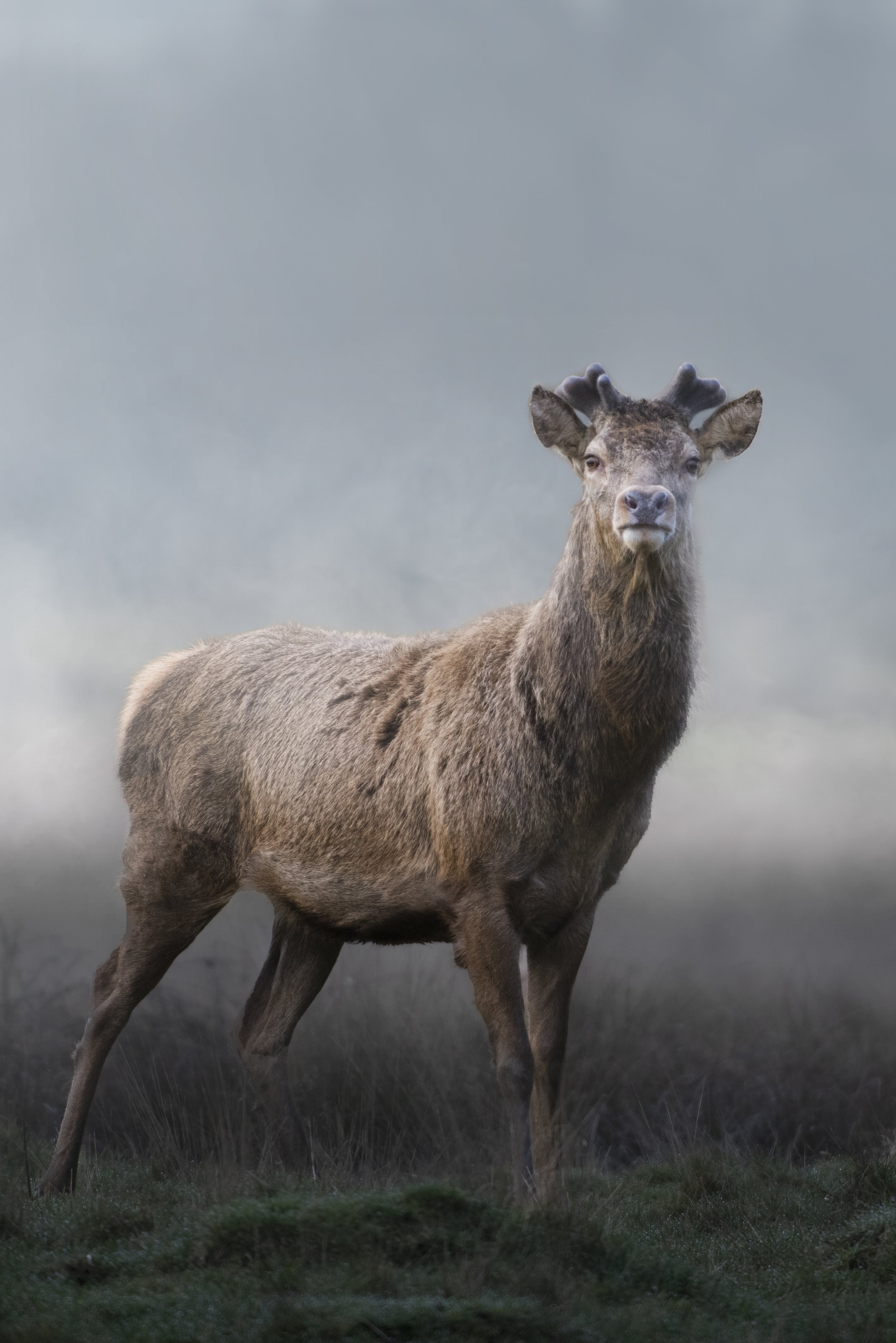 A moose standing on grass with a foggy background.