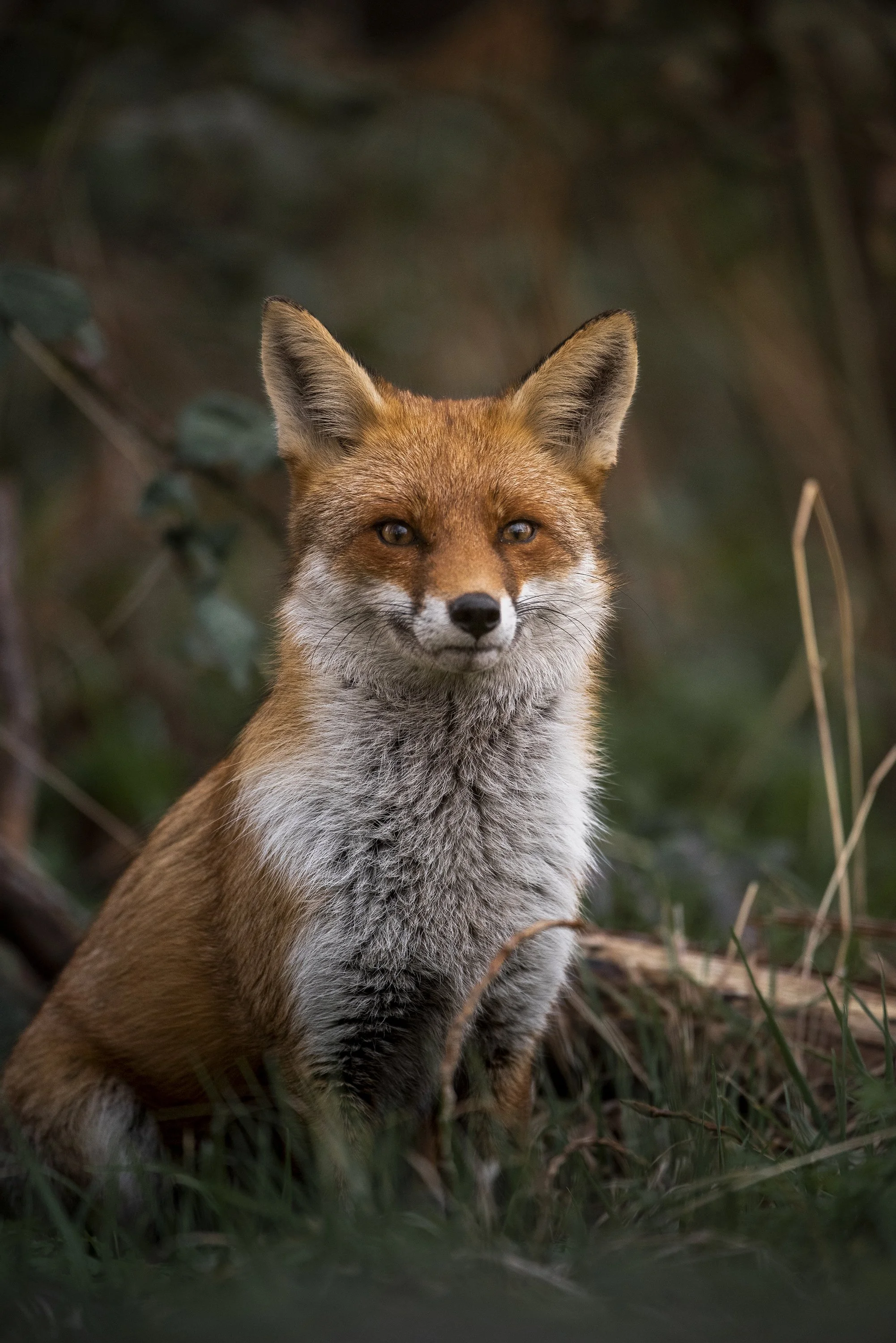 A fox sitting in a forested area with a focused gaze, surrounded by green foliage and brown grass.