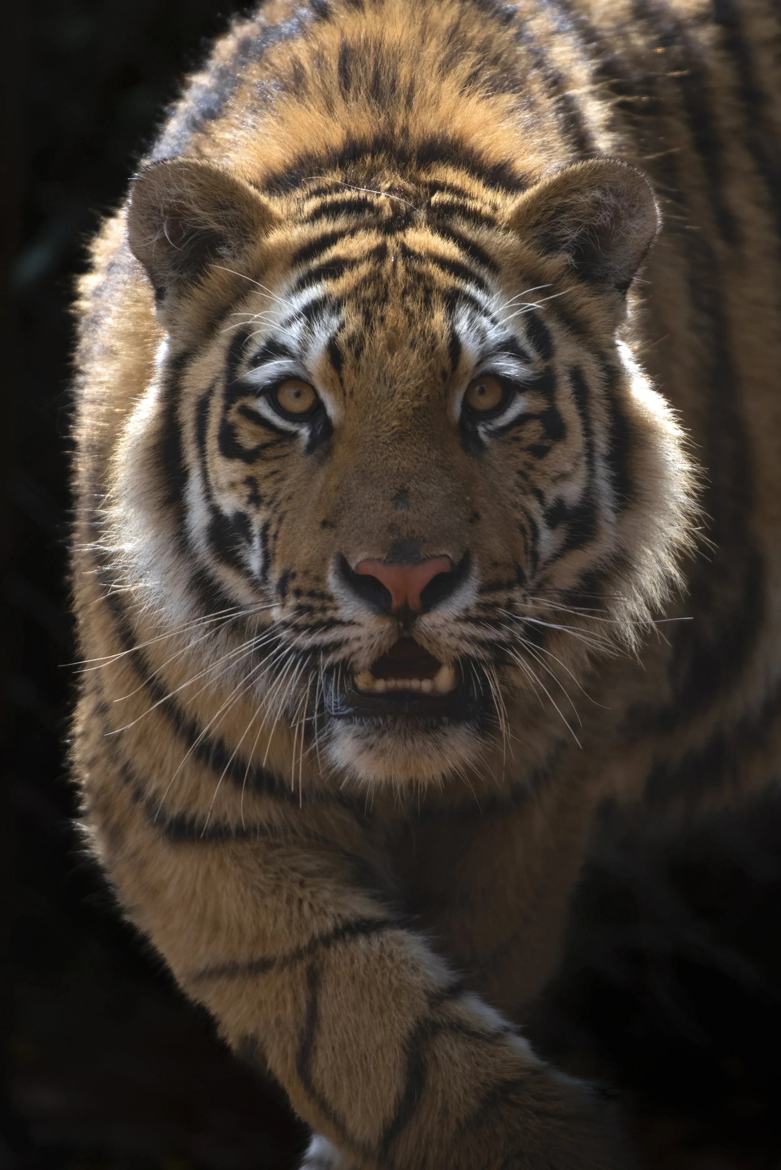 Close-up of a tiger walking towards the camera, showcasing its face with piercing eyes, striped fur, and an alert expression.