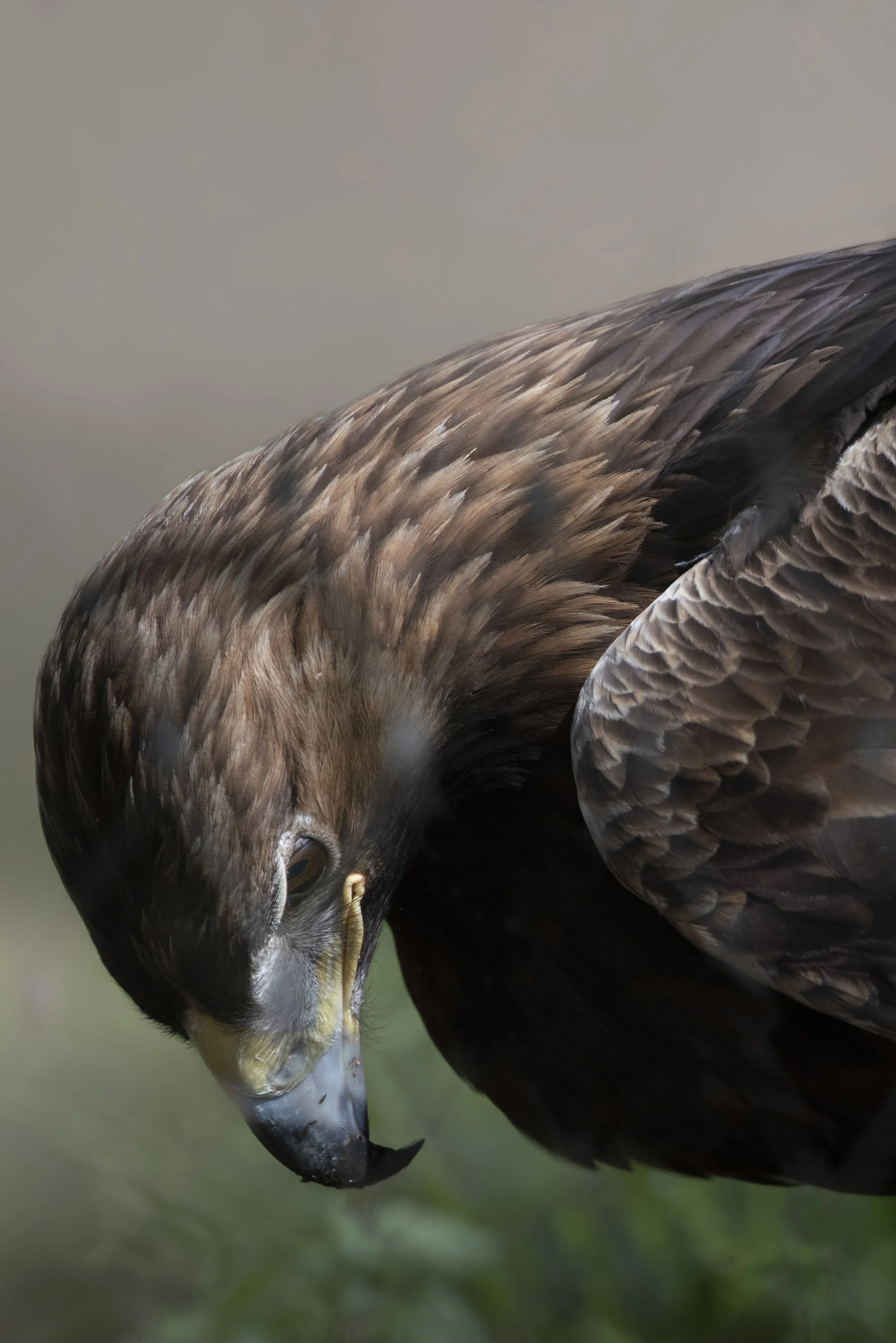 Close-up of a bird of prey with brown and gray feathers, looking downward.