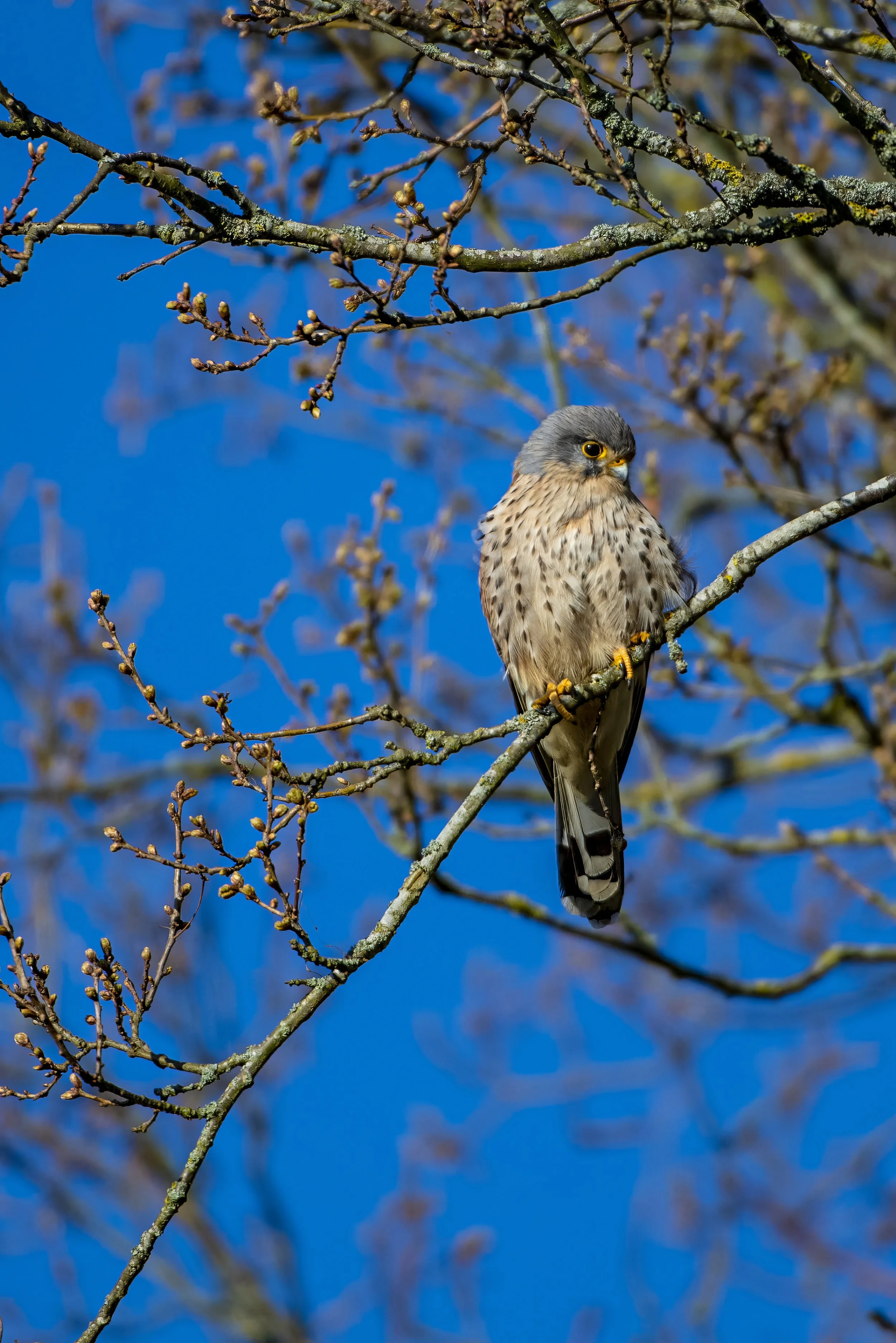 A small bird perched on a bare tree branch against a clear blue sky.