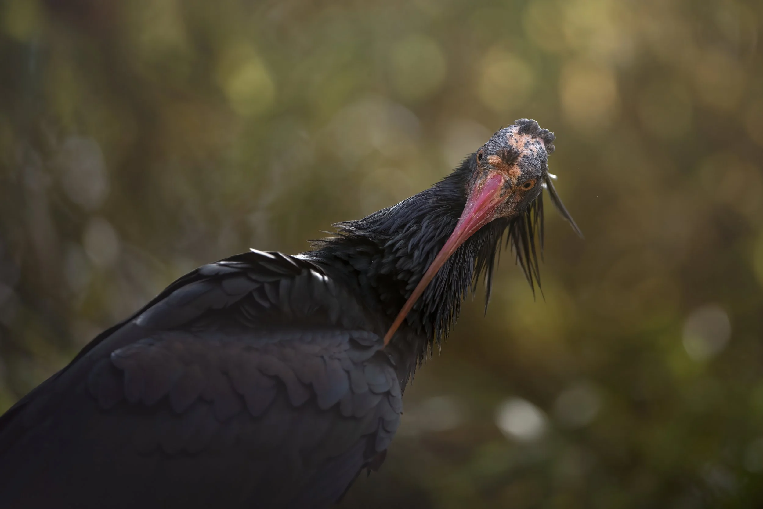 Close-up of a black stork with a long, pink beak and wet black feathers, standing against a blurred background of green and brown foliage.