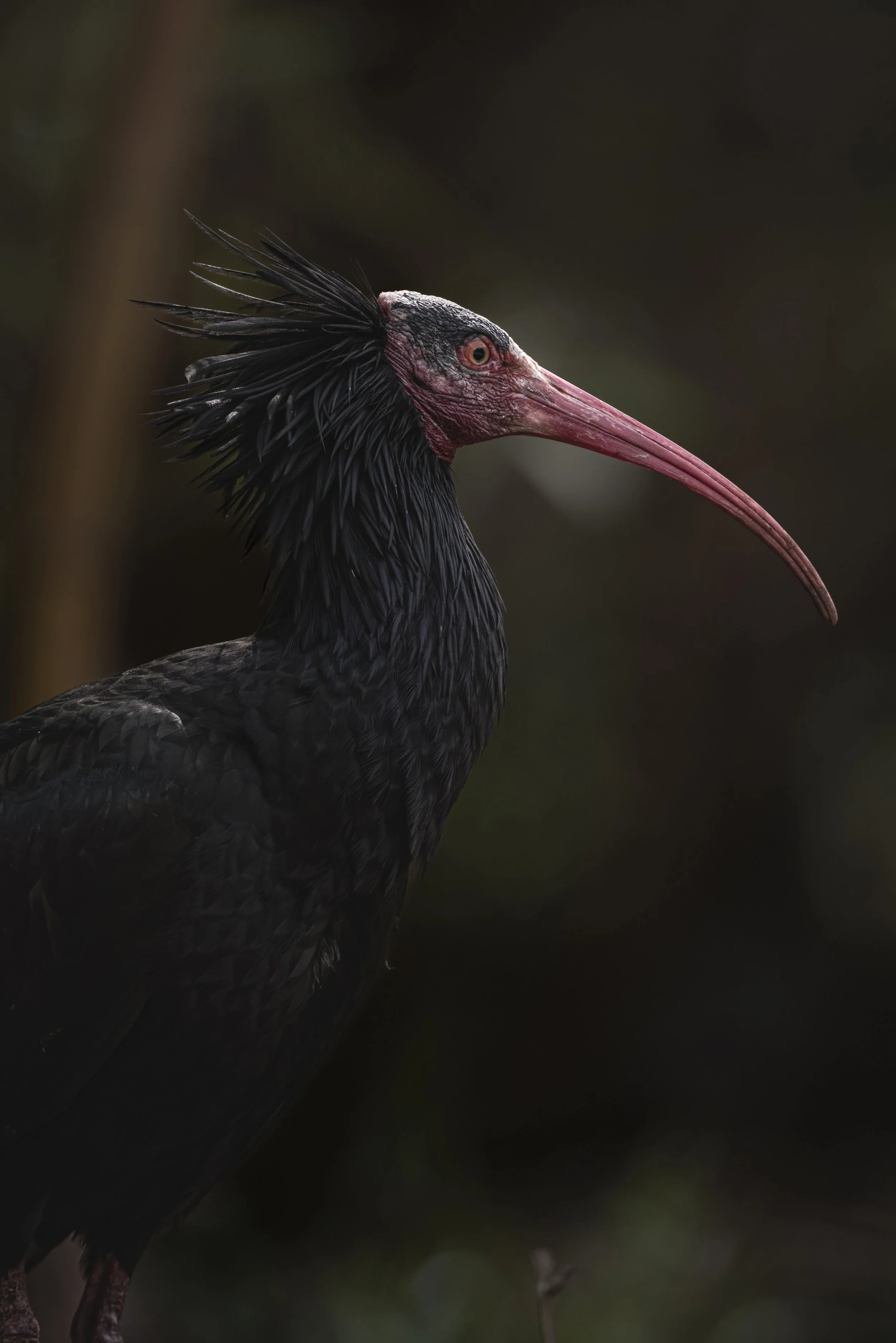A close-up of a black bird with a long, curved red beak and a crest of feathers on its head, set against a dark background.
