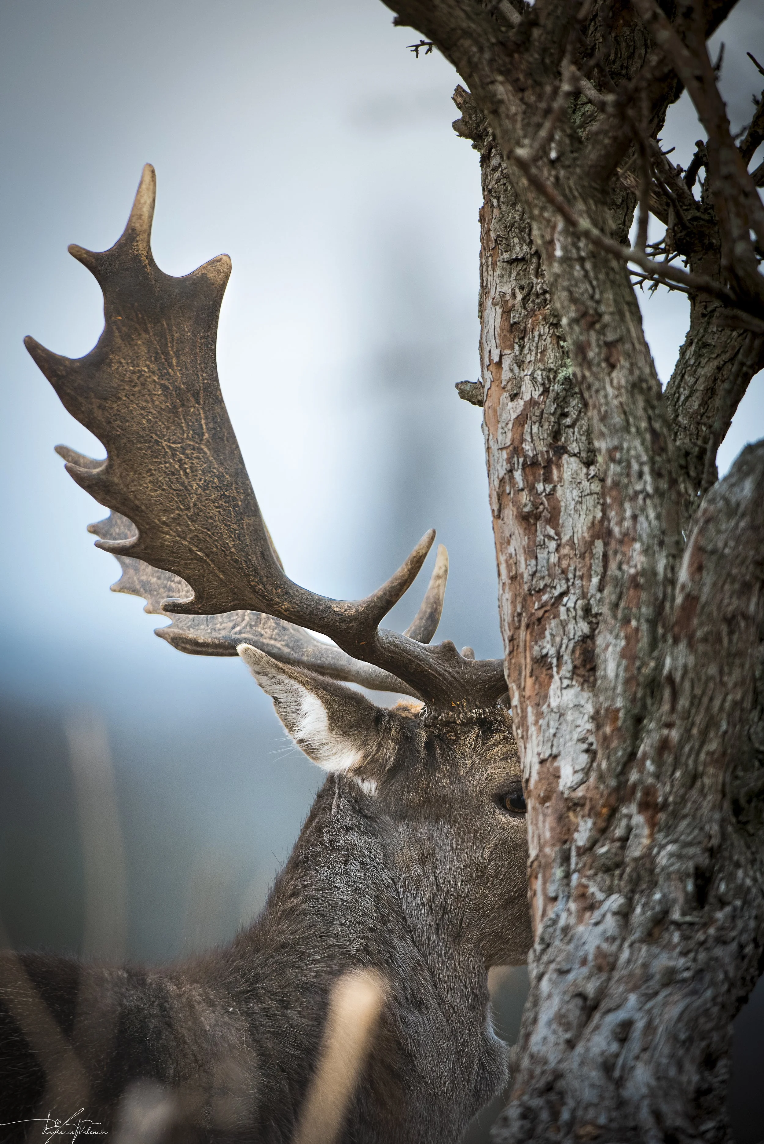 Close-up of a deer with large antlers peeking from behind a tree trunk.