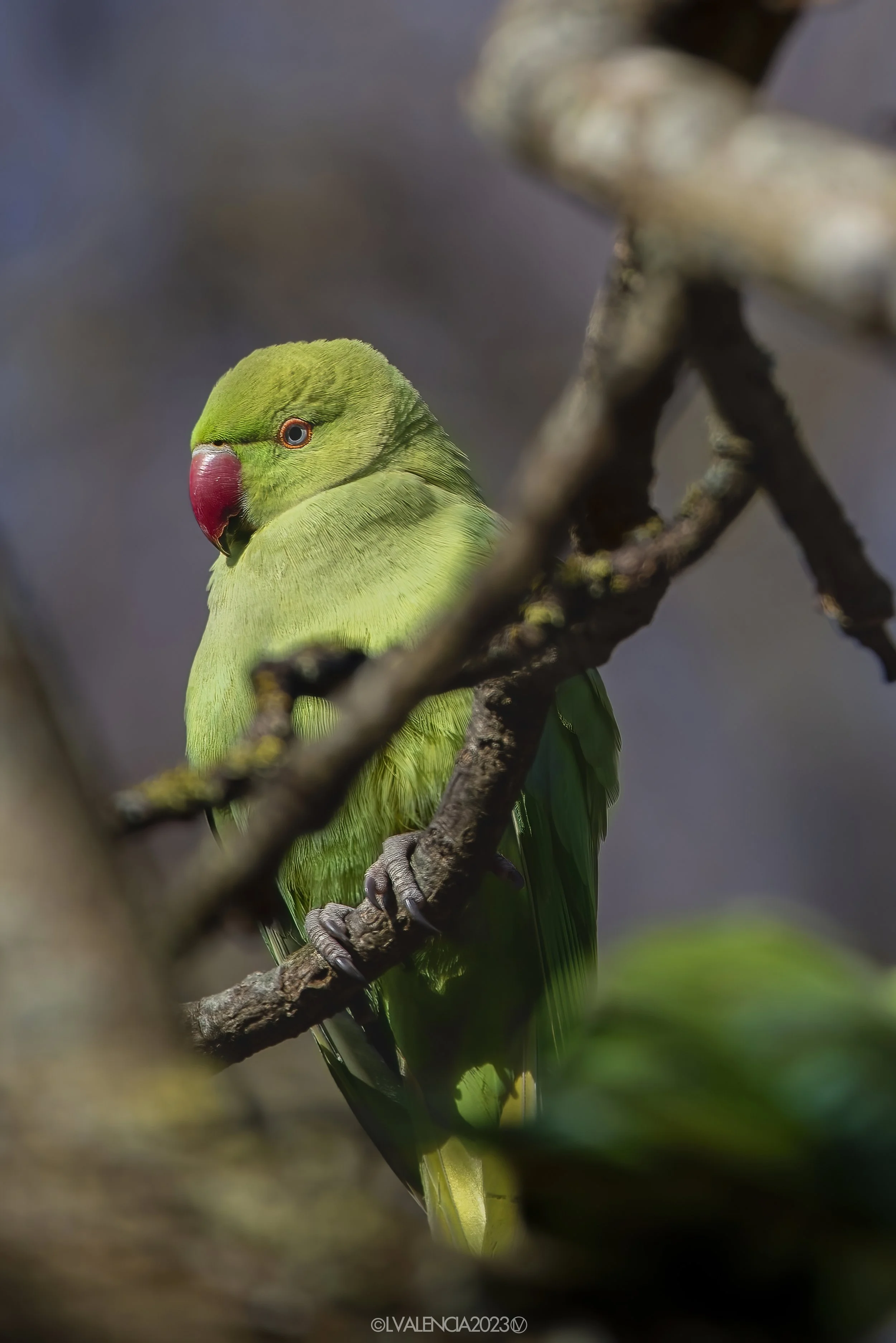 A green parrot with a red beak perched on a tree branch.