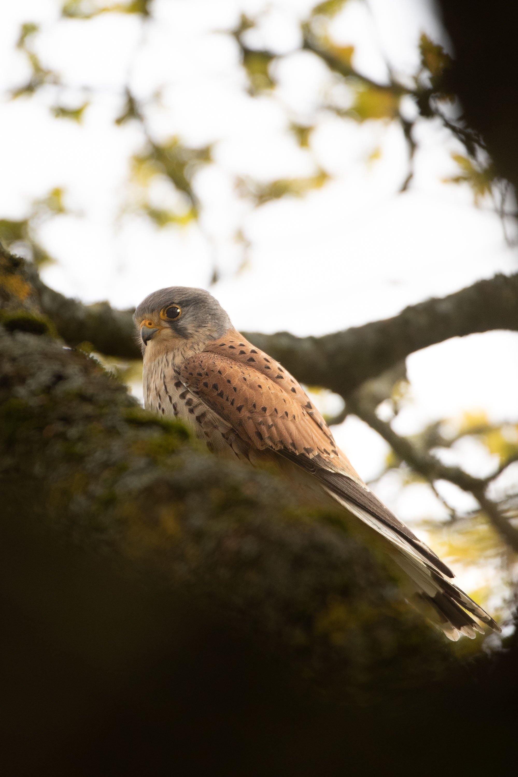 A close-up photo of a hawk resting on a mossy tree branch with a blurred background of leaves and sky.