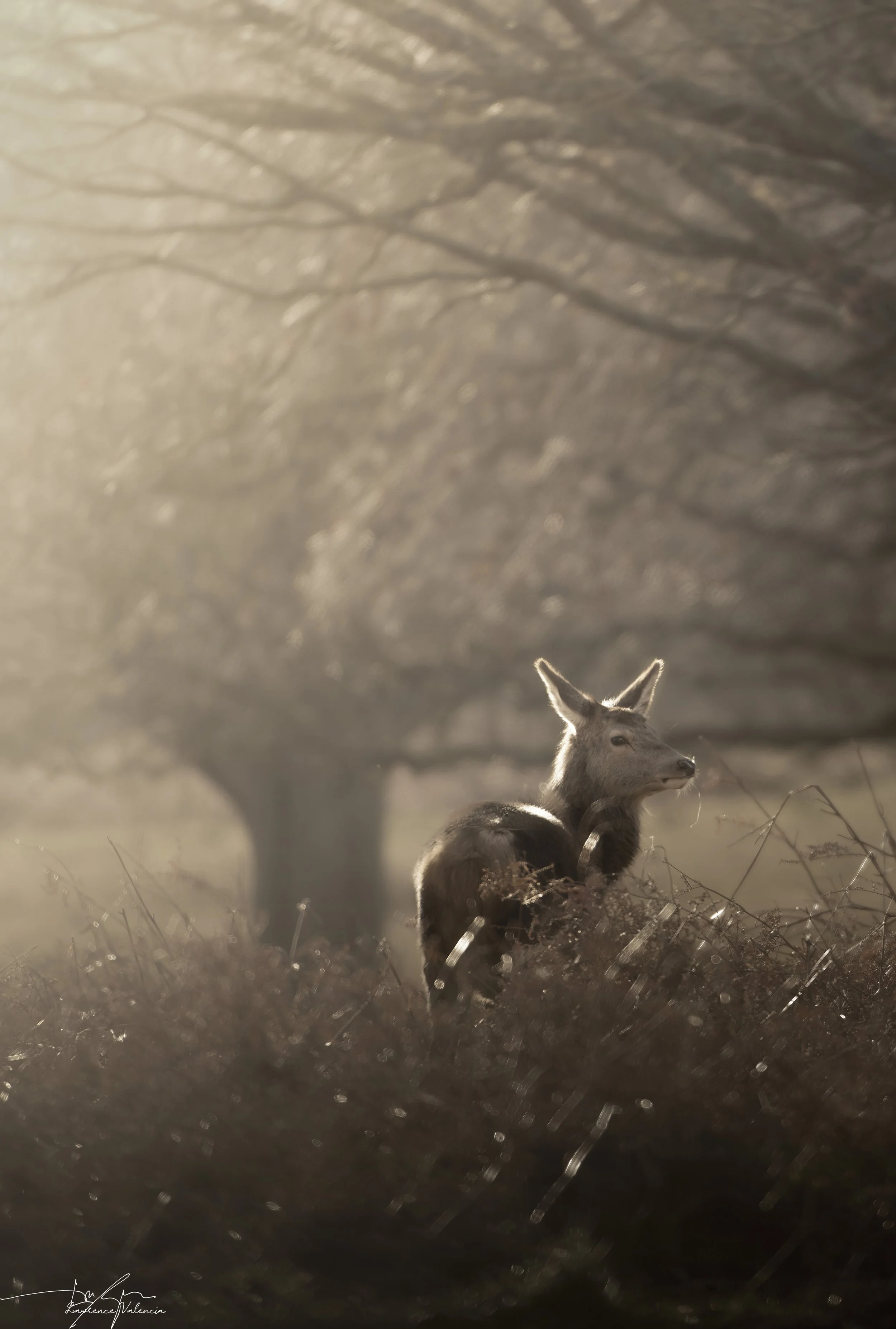 A young deer standing in a grassy field with a large tree in the background during sunset or sunrise.