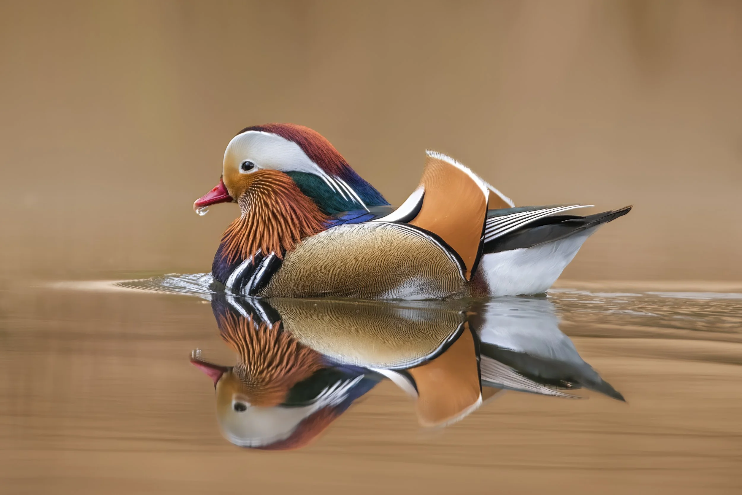A colorful male Mandarin duck swimming on water, with its reflection visible.