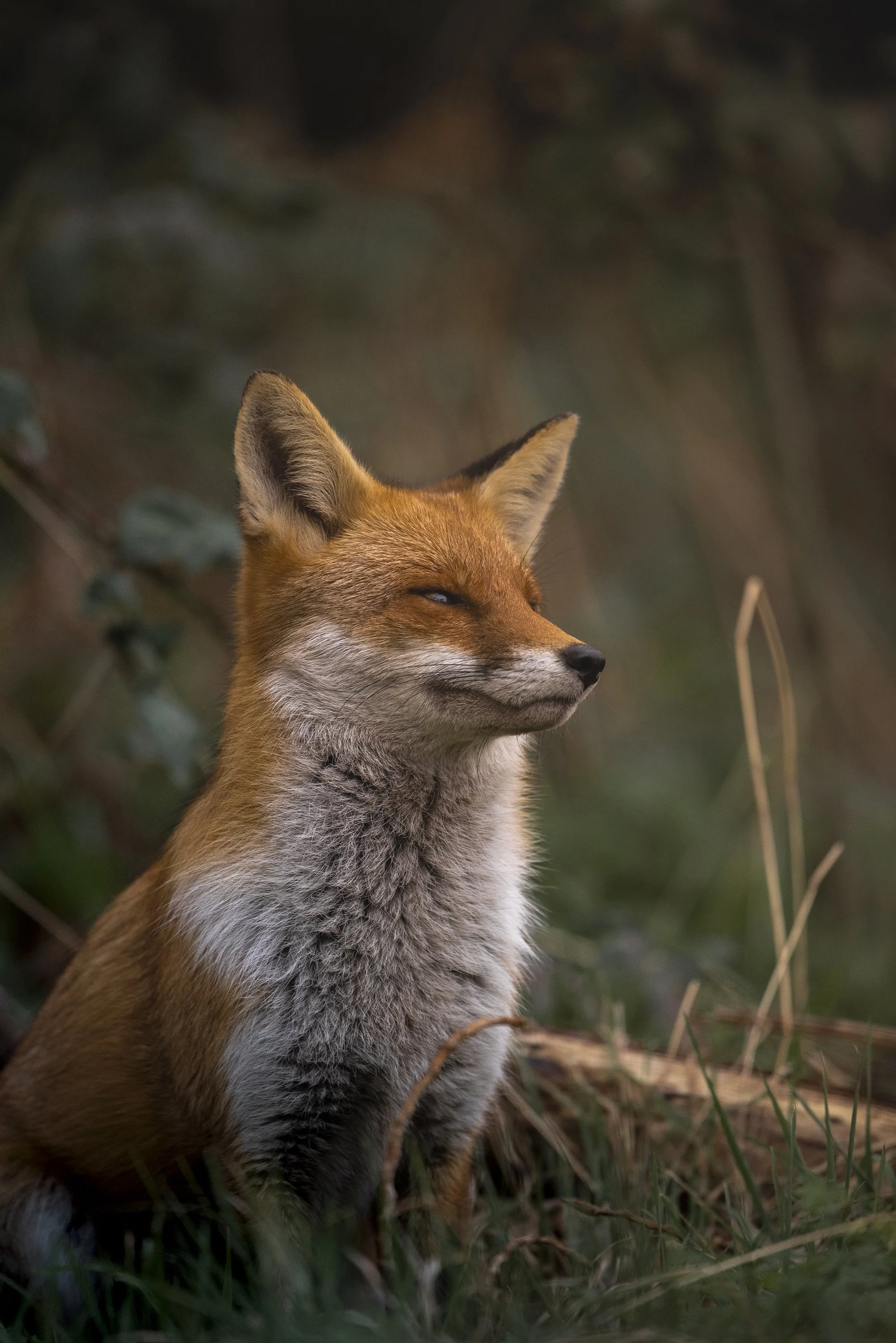 A fox sitting in tall grass with a blurred natural background, its eyes partly closed and ears alert.