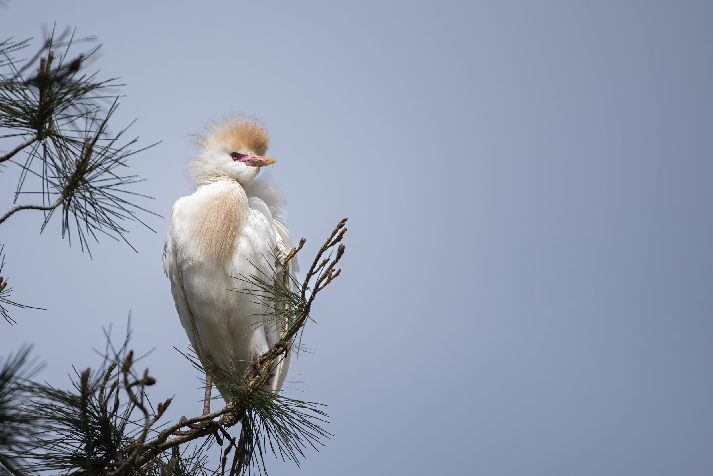 A cattle egret perched on a pine tree branch against a clear blue sky.