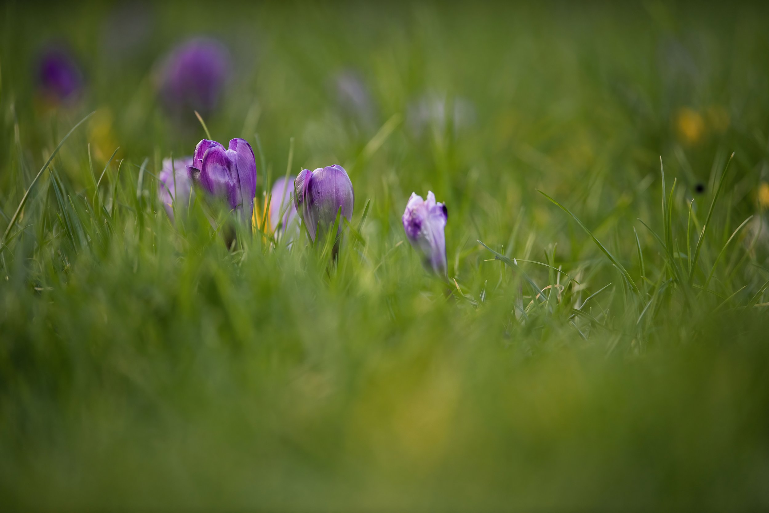 Close-up of purple crocus flowers blooming in green grass.