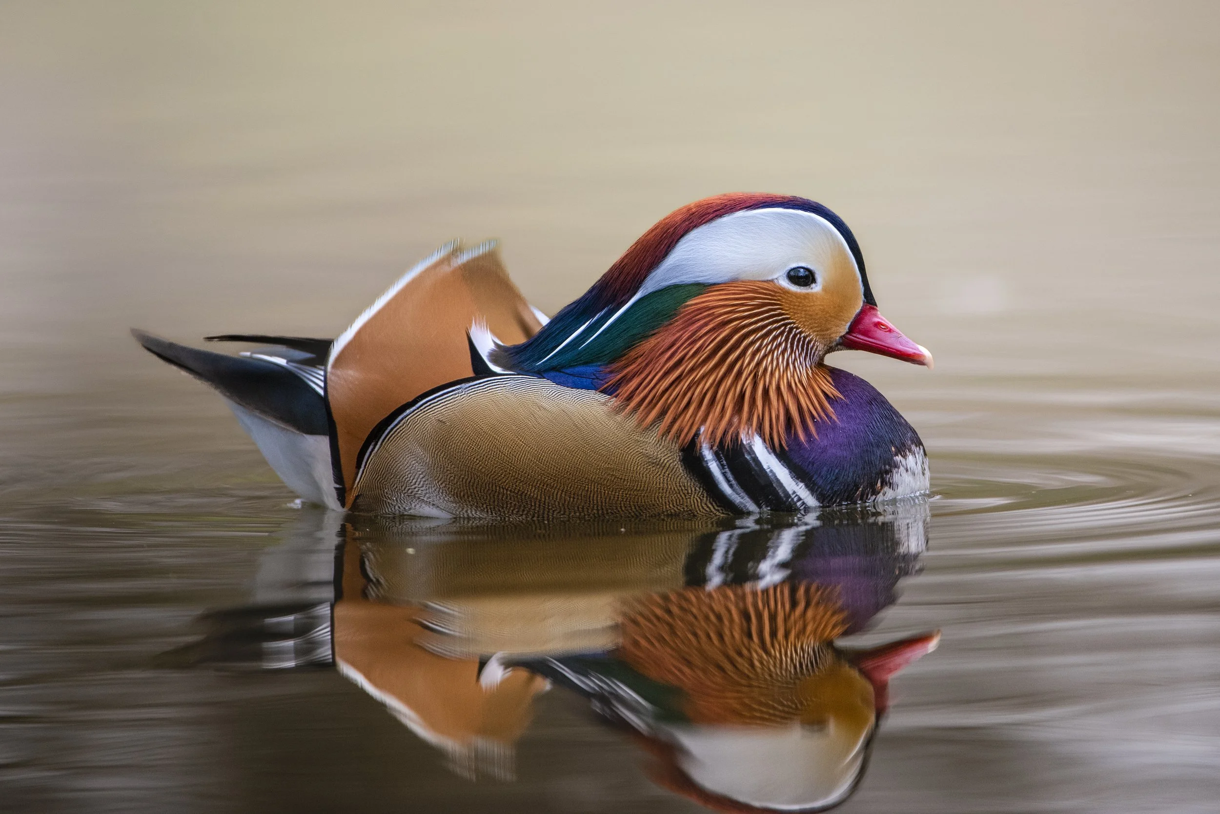 Colorful Mandarin duck swimming on calm water with its reflection visible.