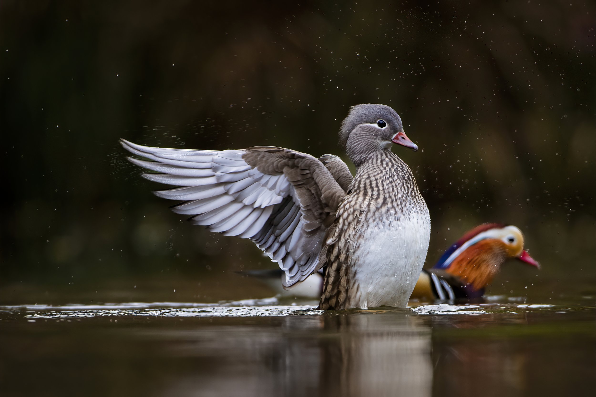 A pair of ducks swimming in a pond, with one duck flapping its wing and the other duck in the background.