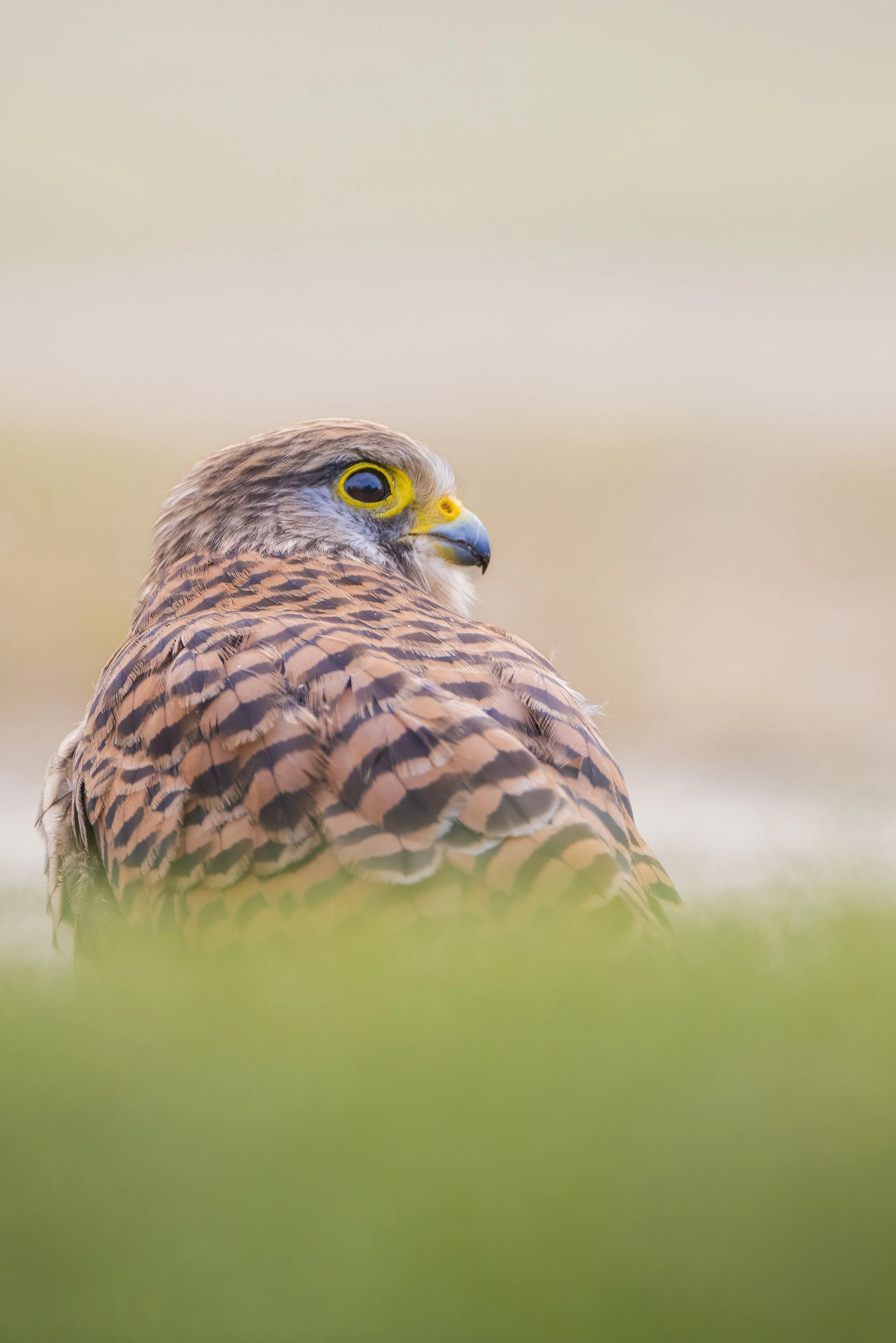 Close-up of a falcon with a blurred natural background and green foliage in the foreground.