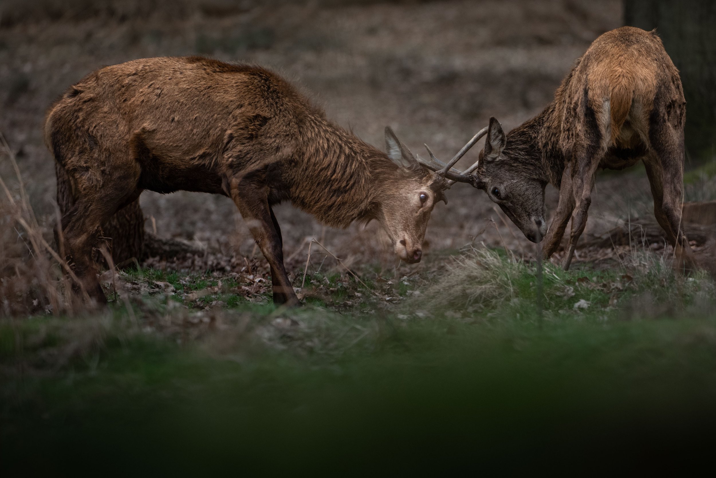 Two elk engaging in a nose-to-nose fight in a forested area.