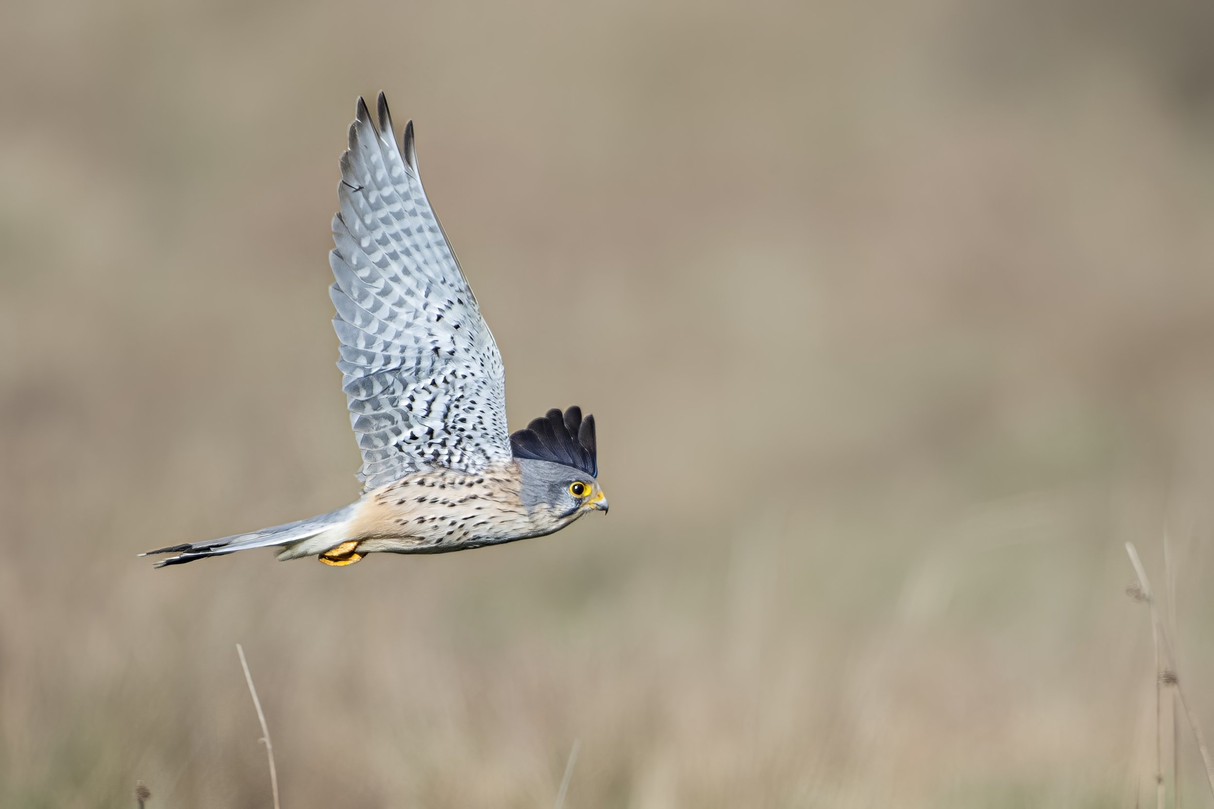 A bird of prey with gray and white feathers, yellow eyes, and black markings, flying low over grassland.