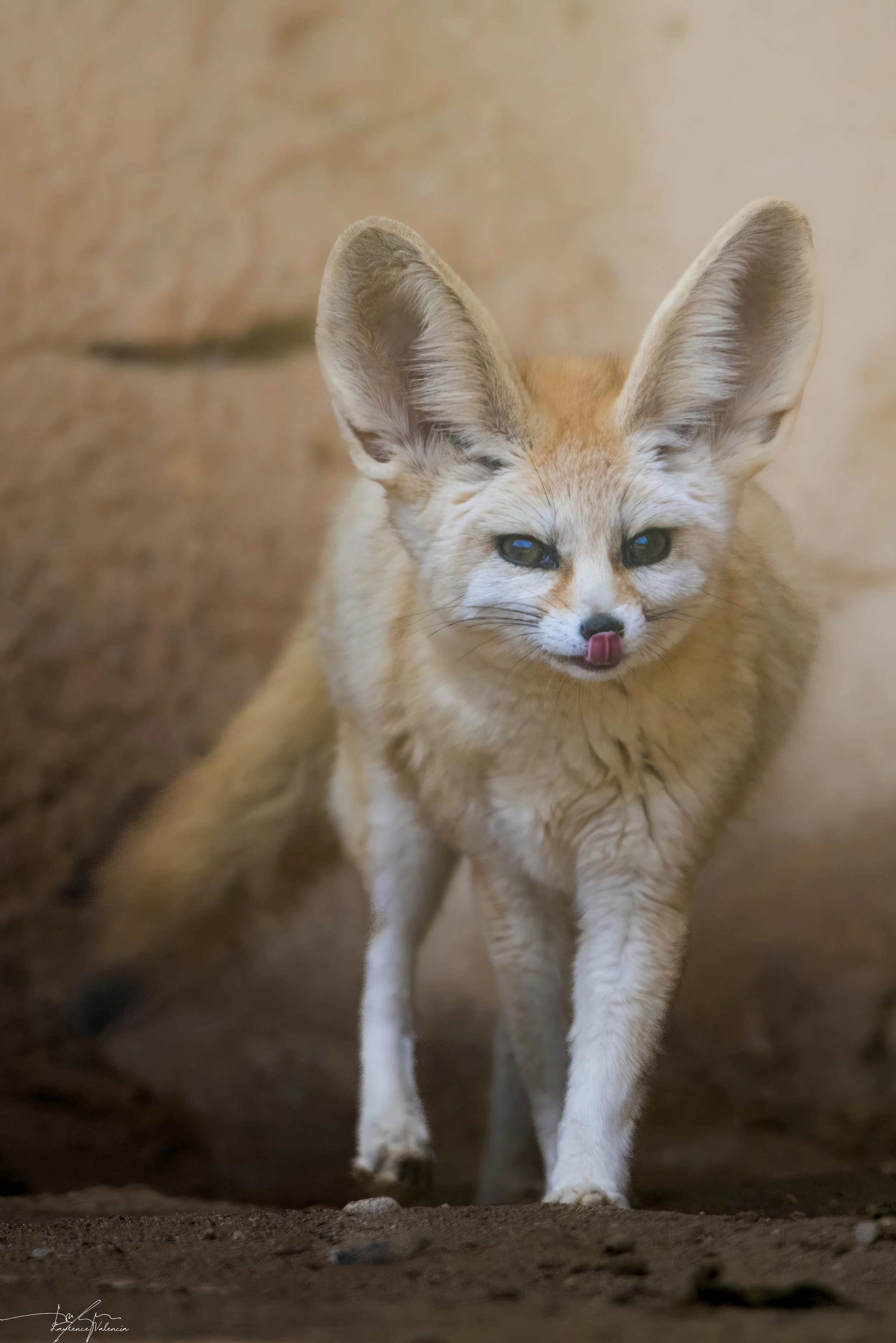 Close-up of a fennec fox with large ears and light-colored fur, walking on sandy ground.