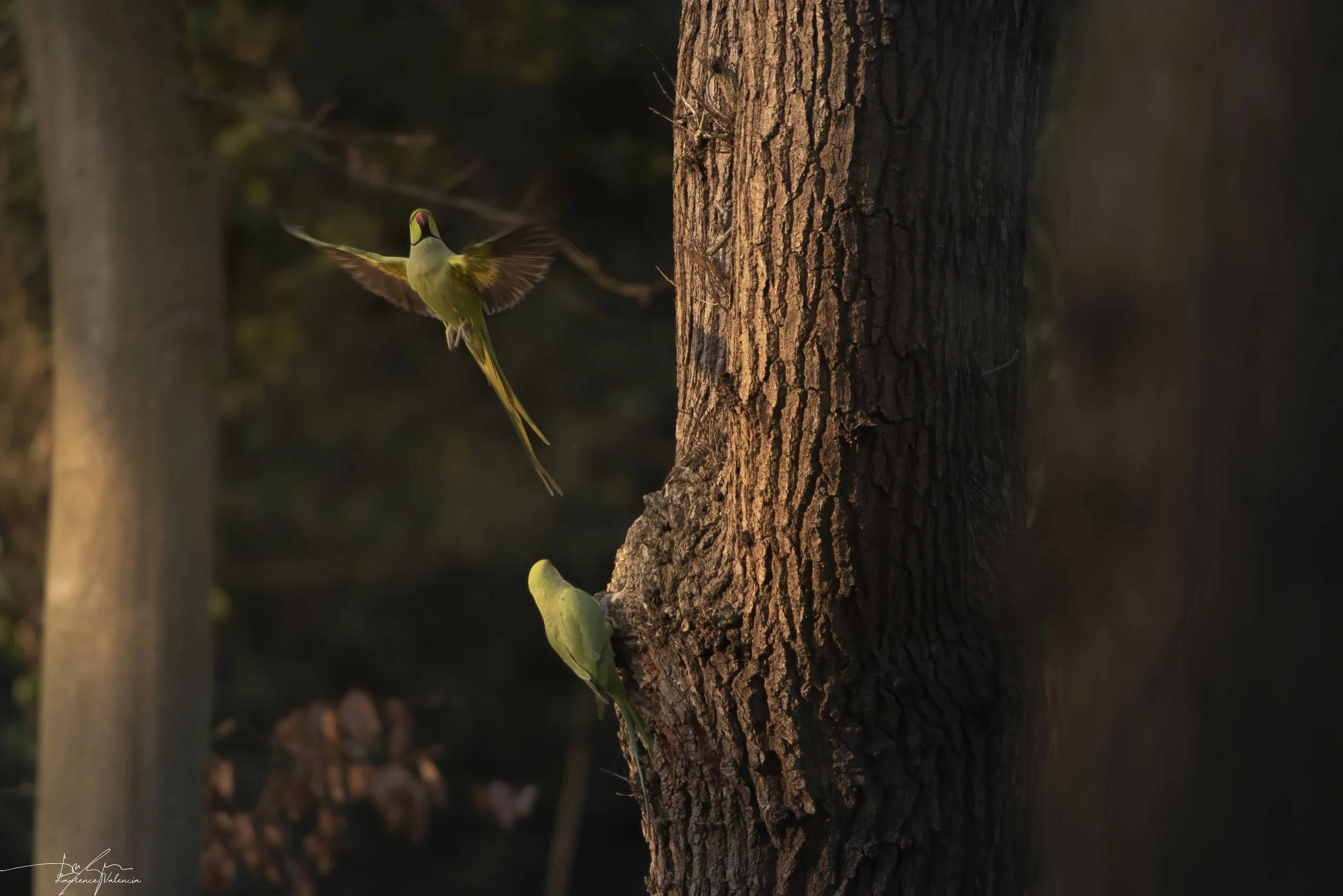Two green birds, one in flight and one perched on a tree, in a forest setting.