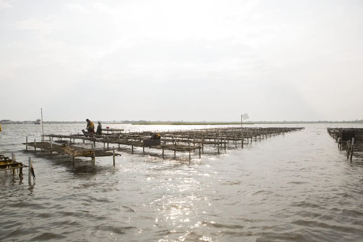 From Hatchery to Half-Shell: Inside Blue Island’s Oysters