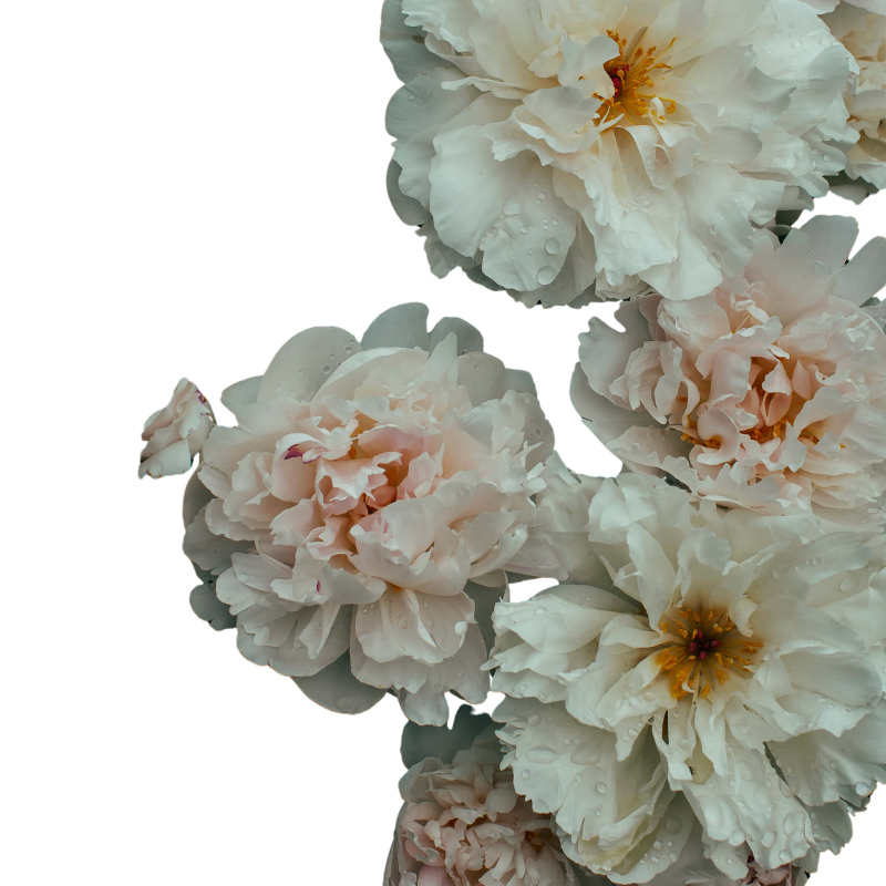 Close-up of white and light pink peony flowers with water droplets on petals.