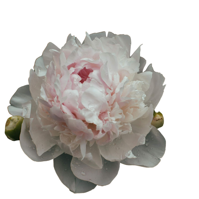 A large, pale pink peony flower with water droplets on its petals, isolated on a dark background.