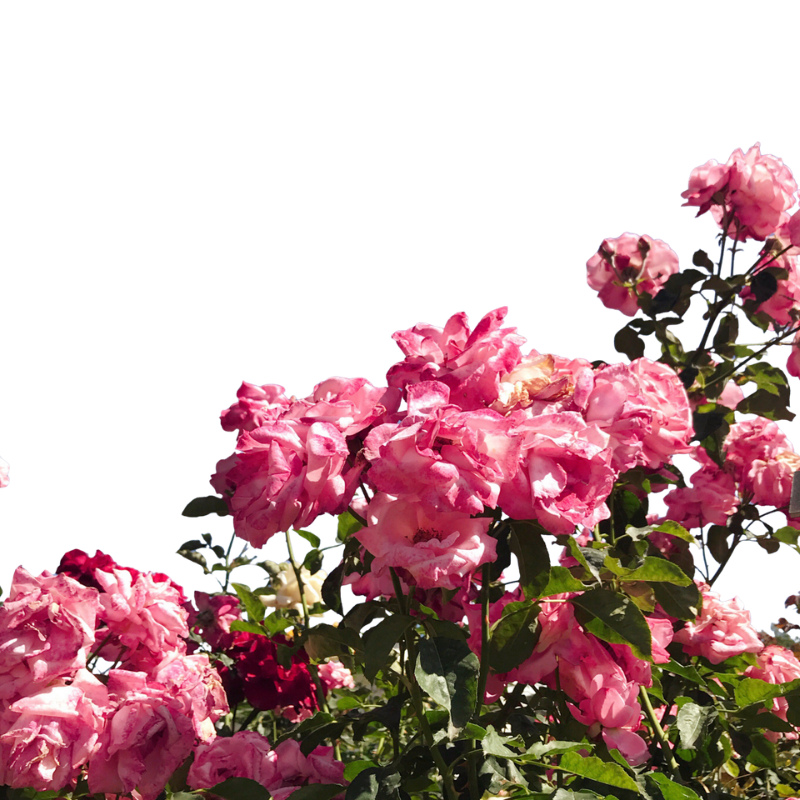 Pink roses in full bloom against a clear sky.