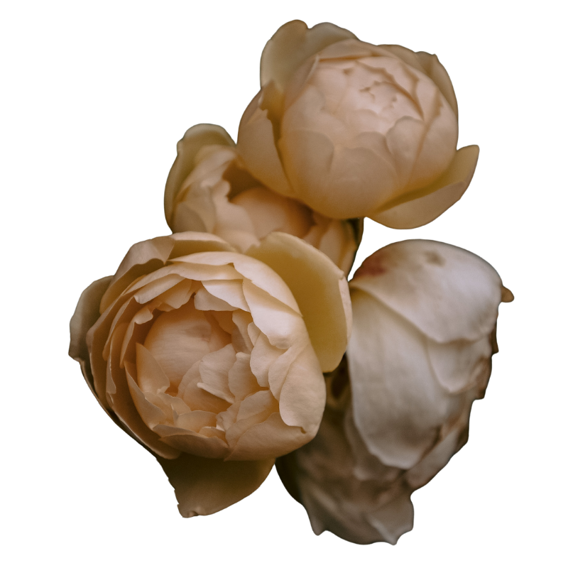 Close-up of four pale pink peony flowers with layered petals against a black background.