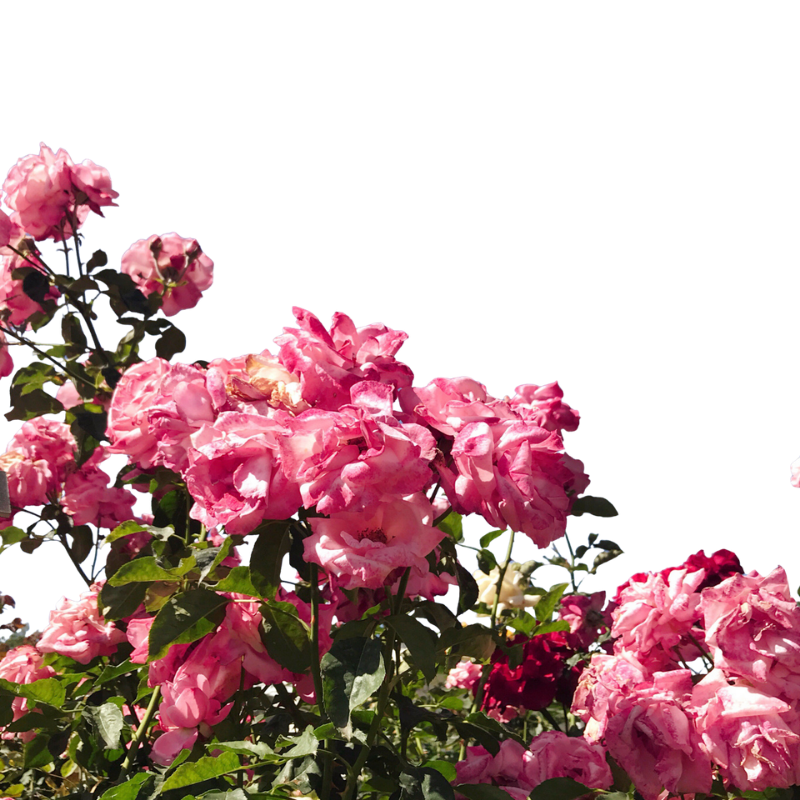 Pink and red flowers on green leafy bushes against a blue sky.