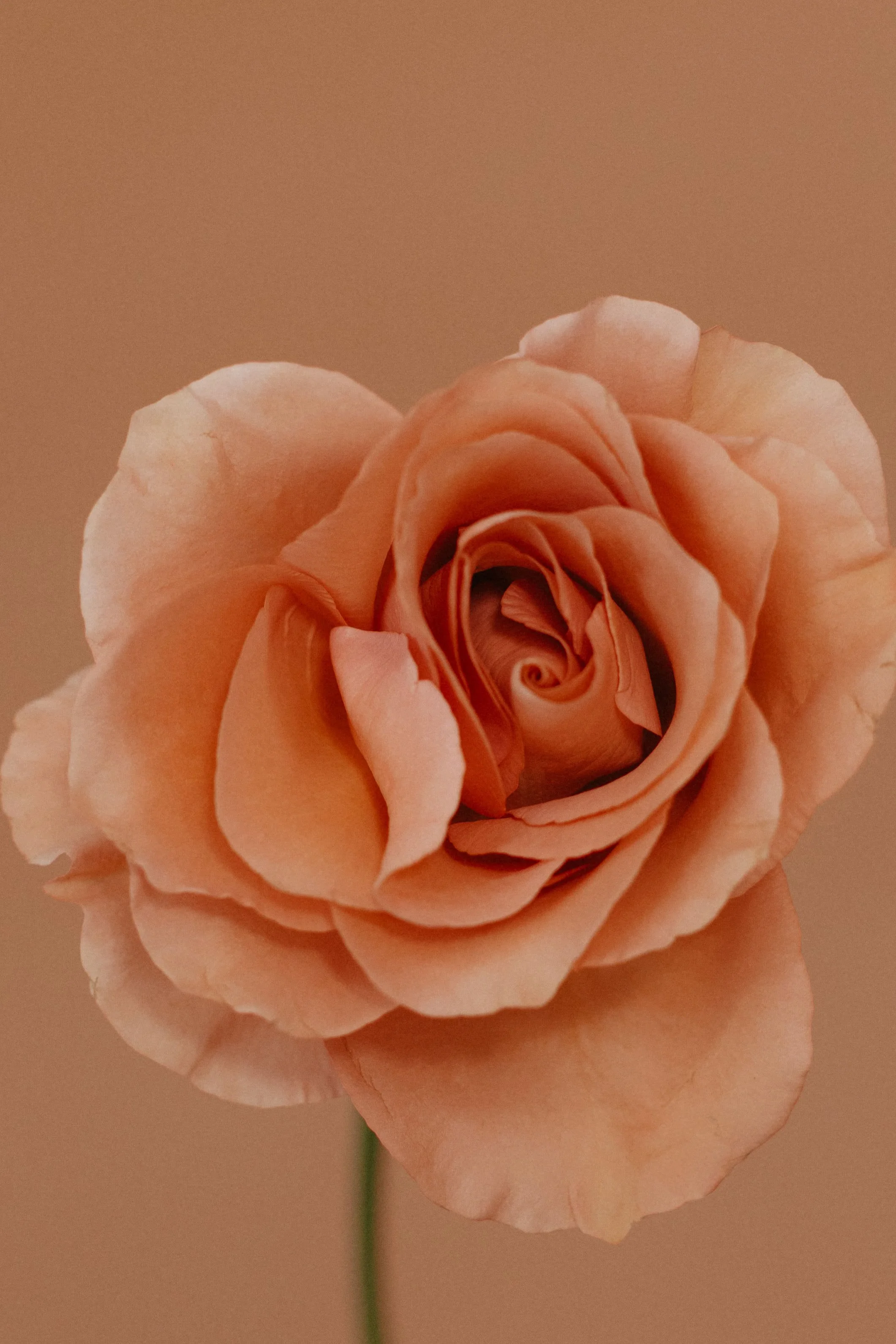 Close-up of a peach-colored rose in full bloom with a soft beige background.