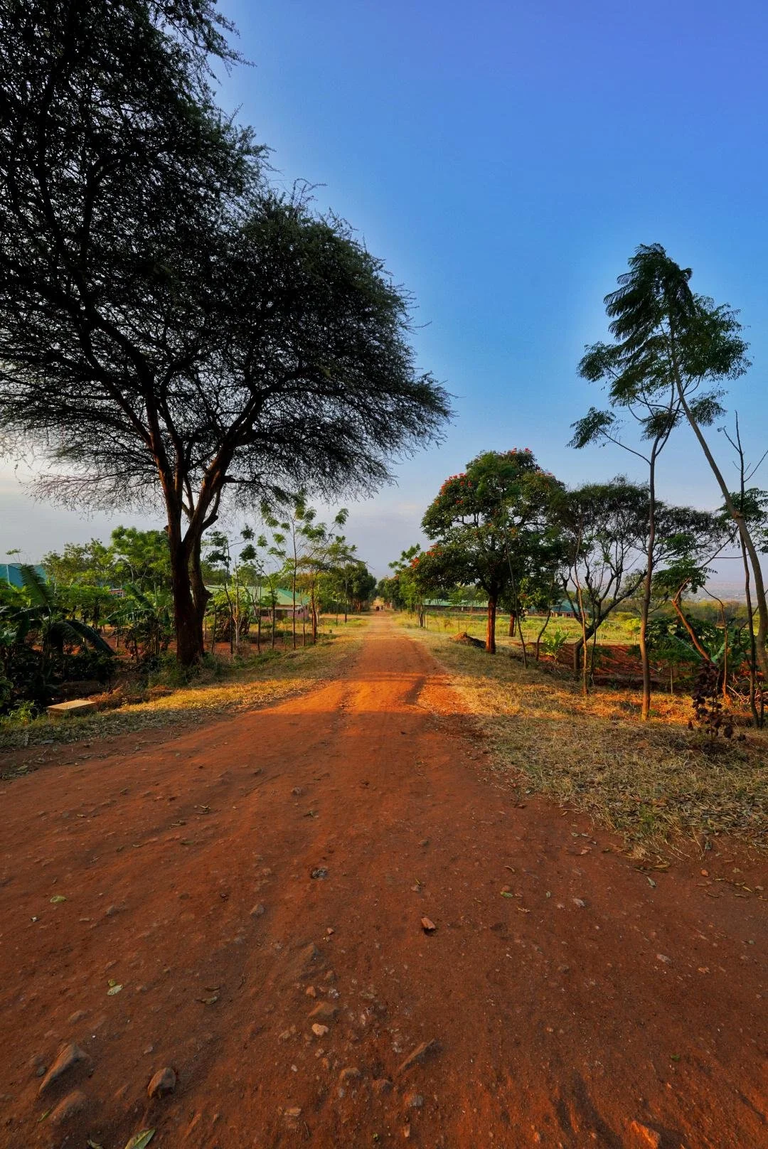 A dirt road stretches into the distance through a rural landscape with trees on both sides, under a blue sky with some clouds.