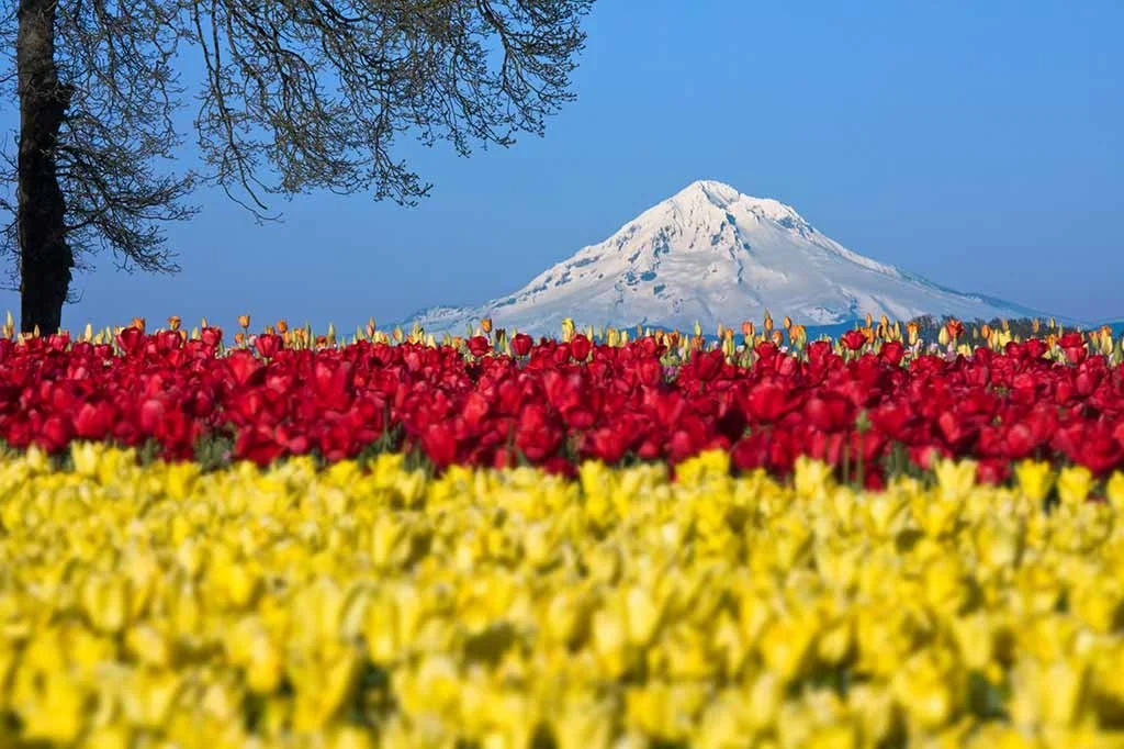 Snow-capped Mount Fuji in the background with a field of red and yellow tulips in the foreground and a clear blue sky.