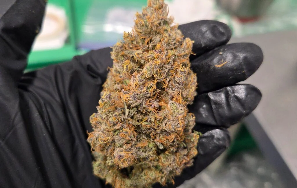 Craft Producer Member