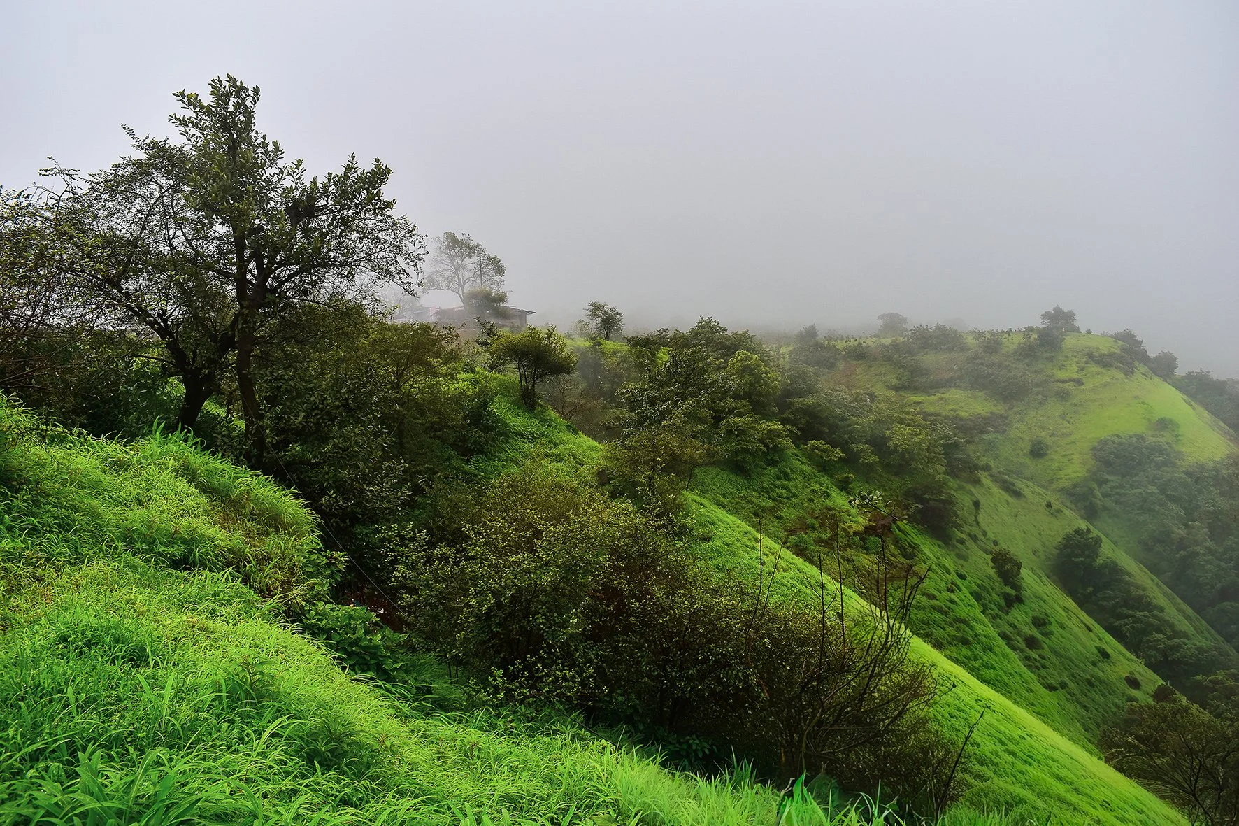 Foggy morning