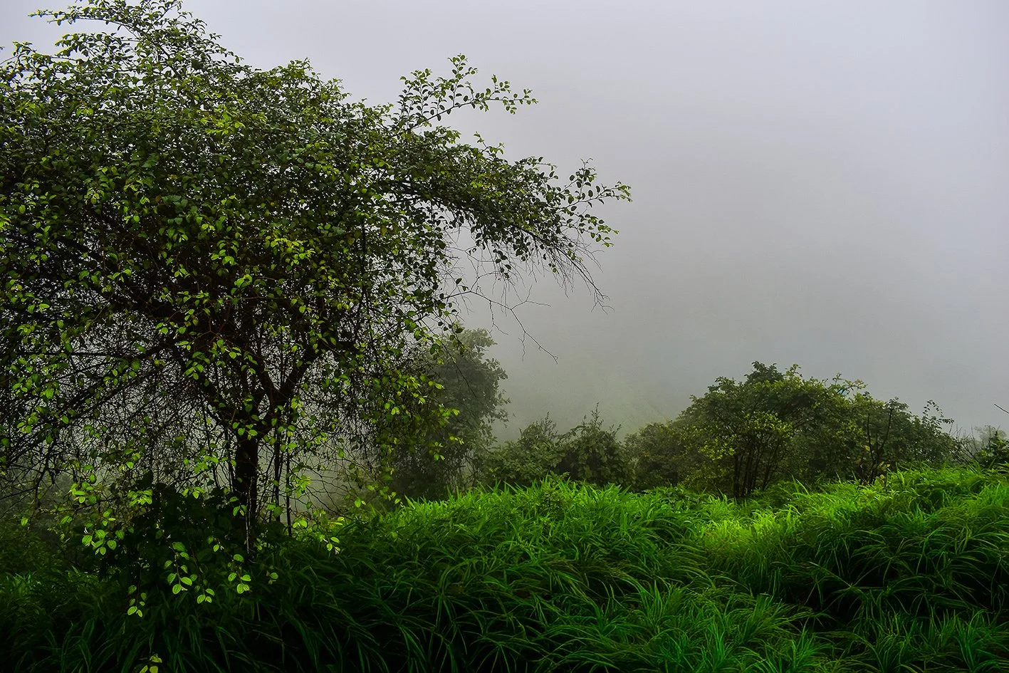 Foggy morning