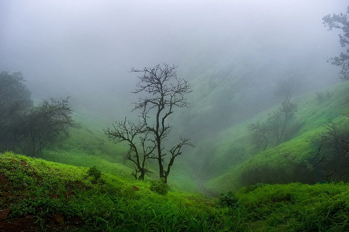 Foggy morning
