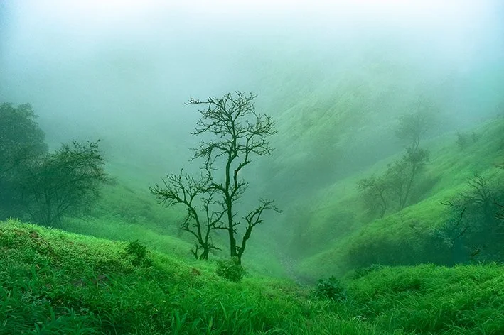 Foggy tree.jpg